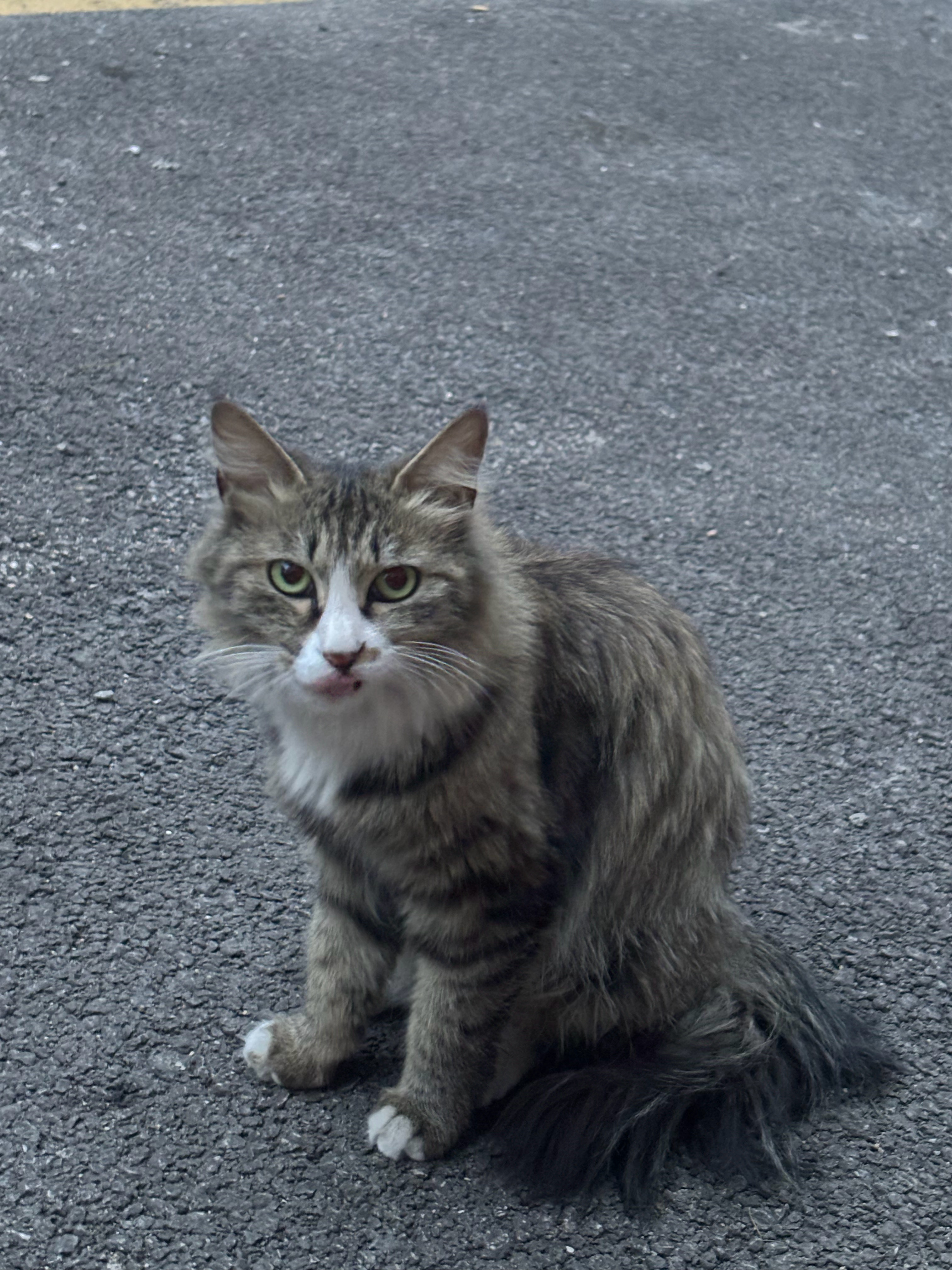 我们小区的小猫好漂亮