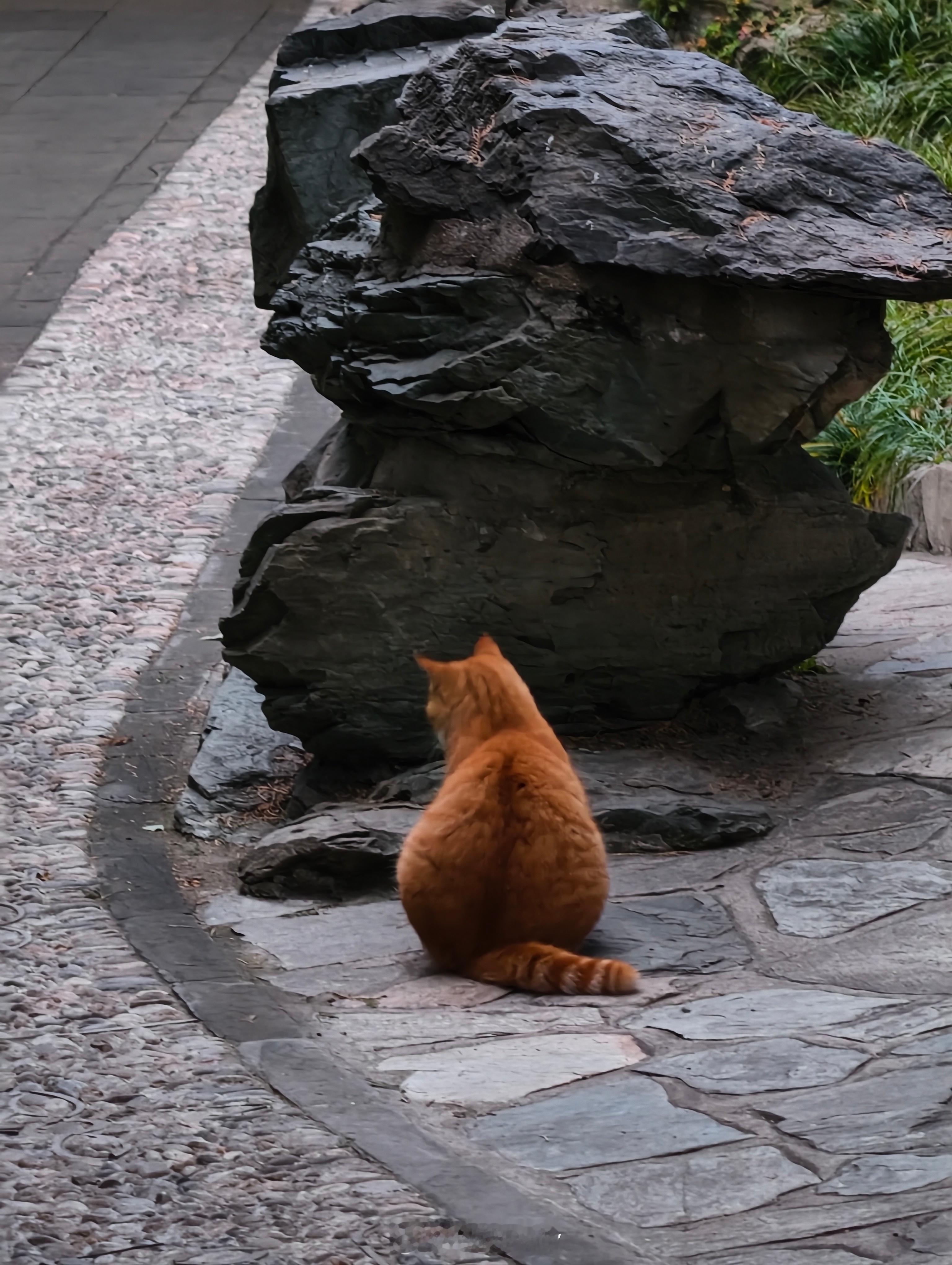 颐和园里的猫胖乎乎的怪可爱的。 ​​​