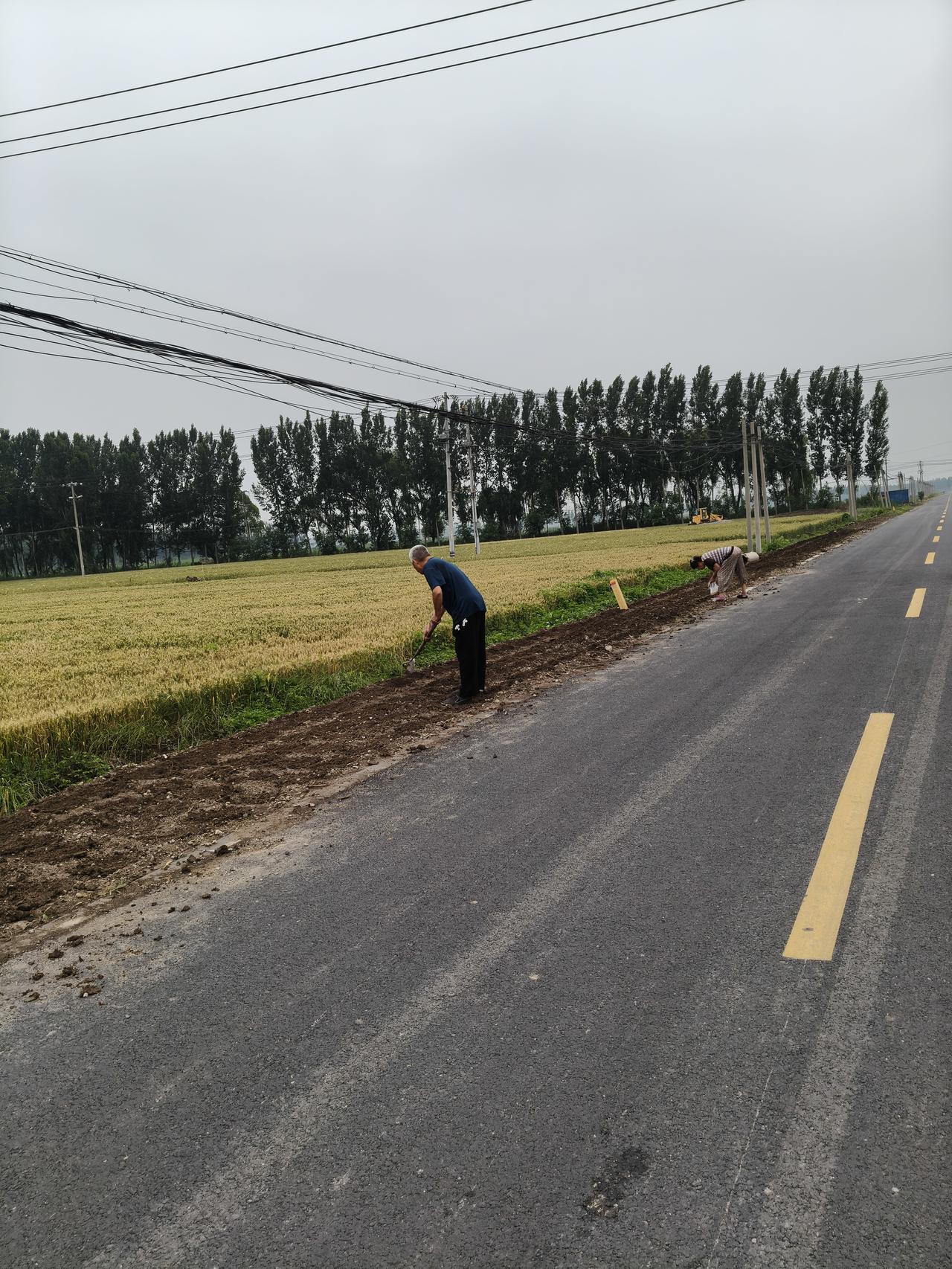 我发现我们勤劳的中国人民对土地有着深深的执念，这是农村乡村道路两旁的路基，就是狭