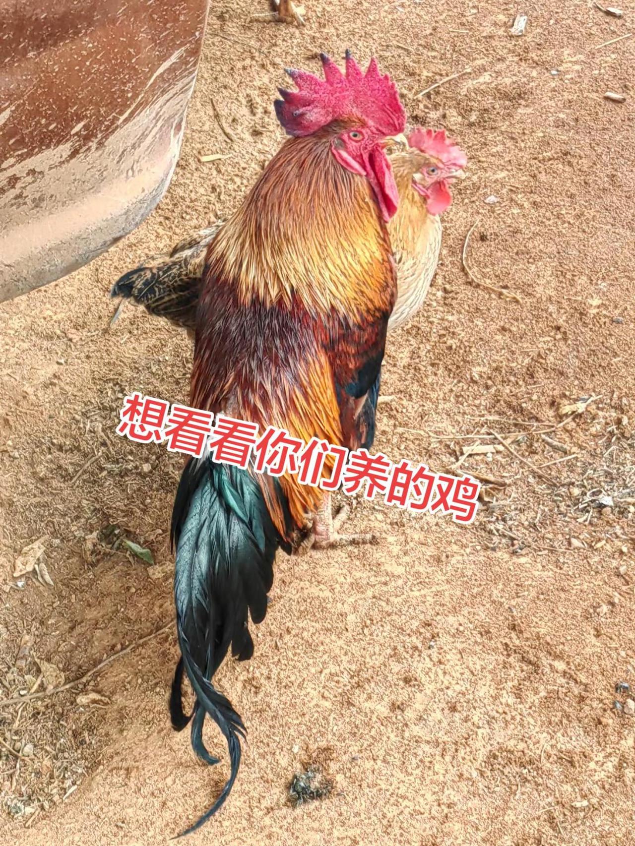 都是在果地待着，想看看你们外面养的鸡公鸡中的战斗鸡