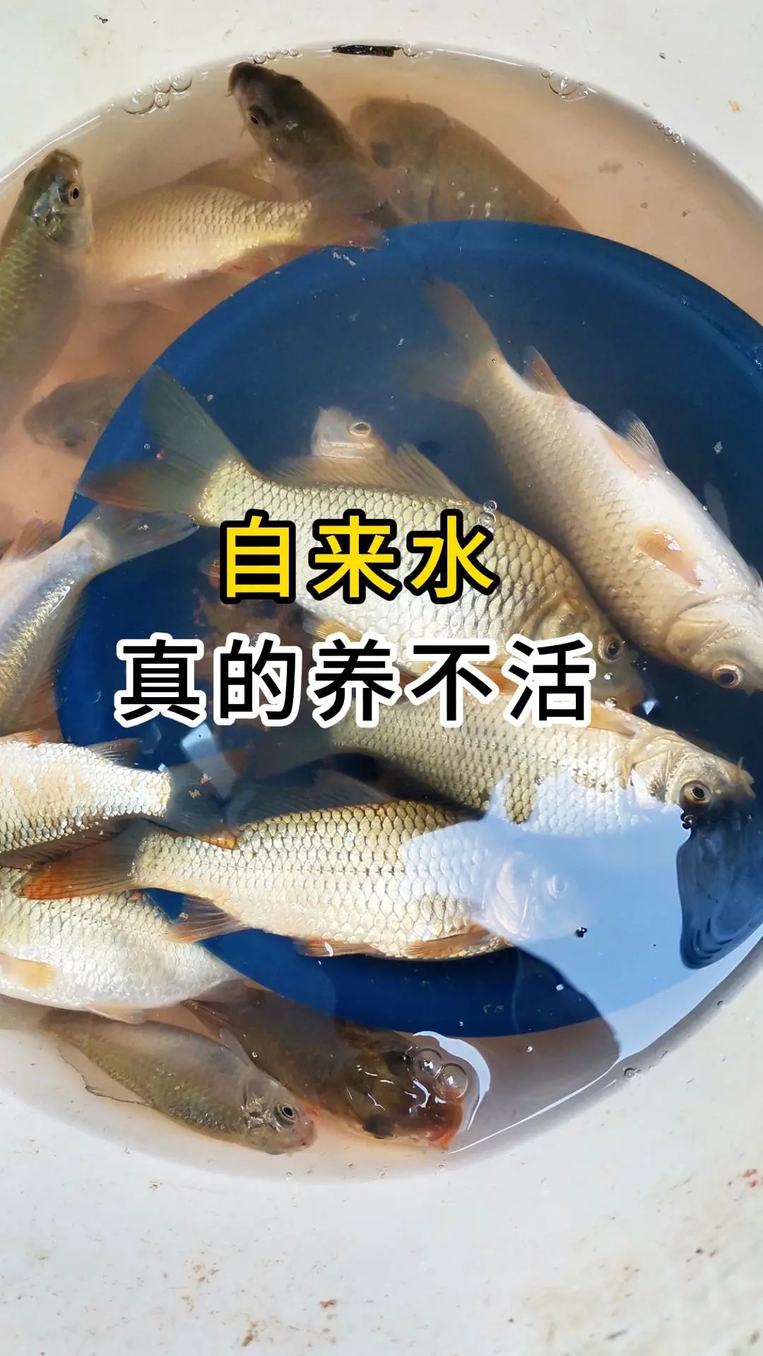来到水田边准备放鱼，就这样了！为什么换自来水，就养不活了呢？