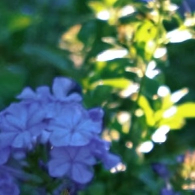 0000仙客来种植方法1. 盆土选择：用腐叶土+珍珠岩+园土=3:2:1混合，加