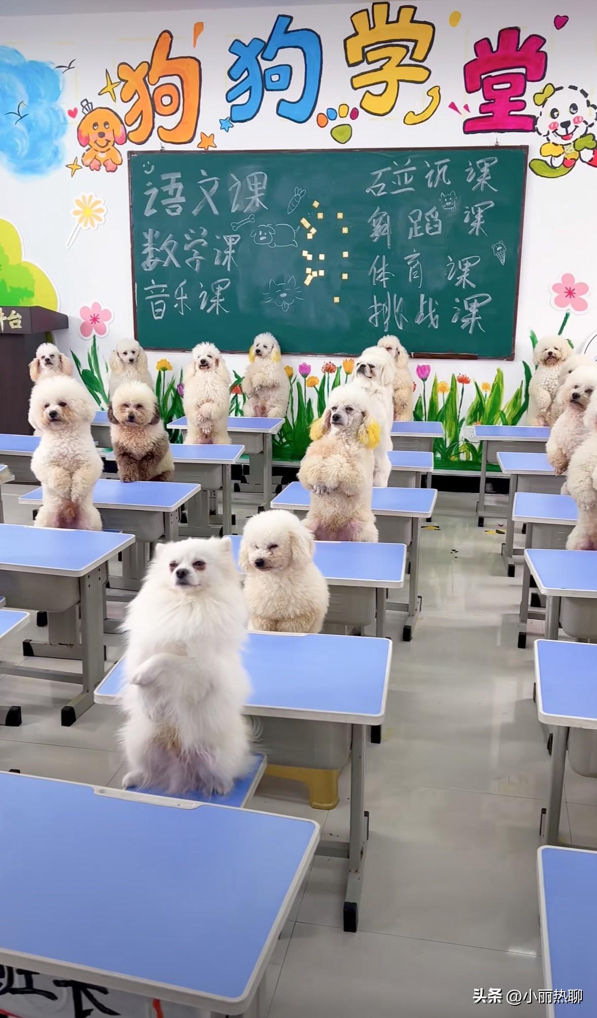 狗狗幼儿园大家见过吗？

这不，最近上海这一家幼儿园火了，它火的原因不是条件有多