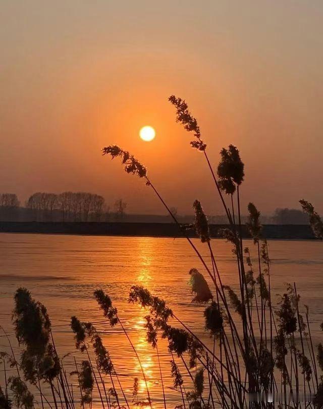夕阳西下，静谧河面，芦苇摇曳，岁月静好