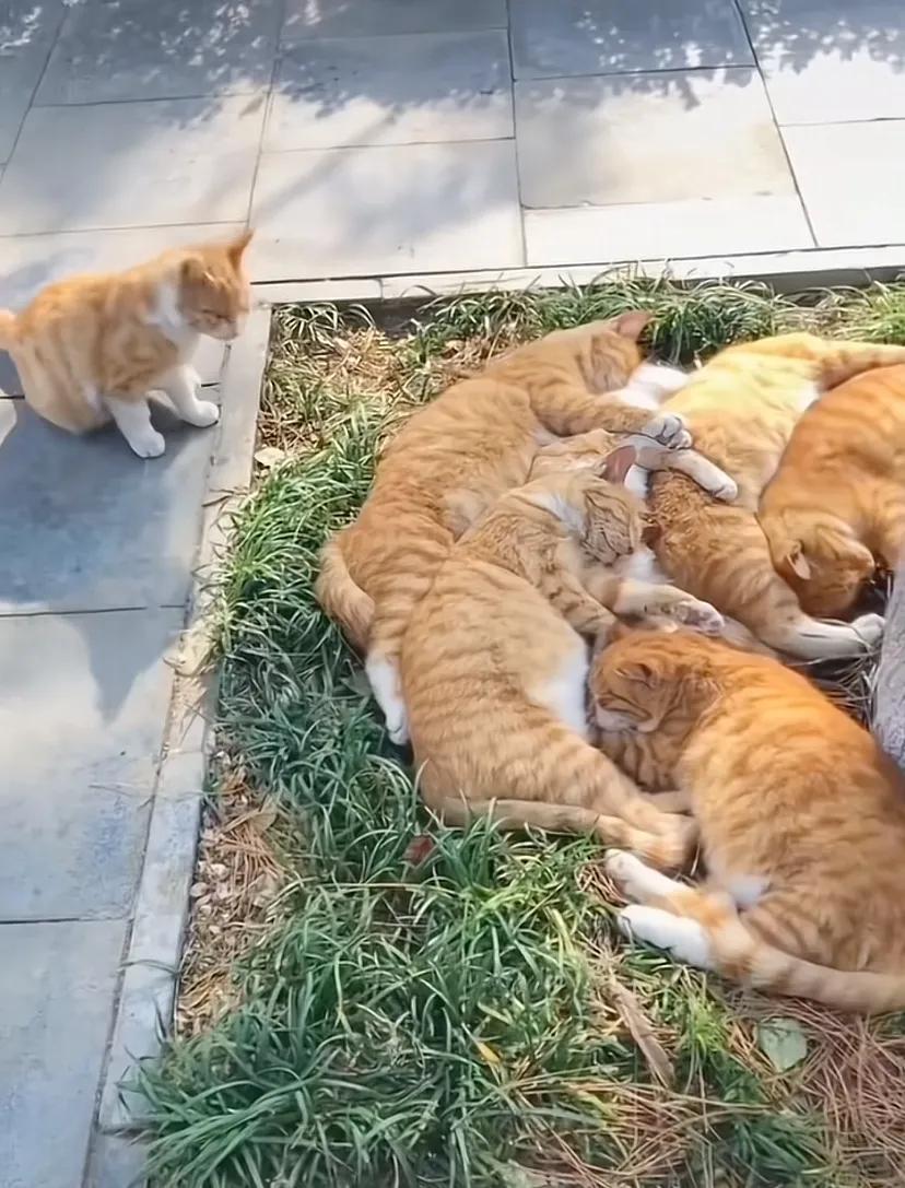 好多橘猫，养这么多一个月得买多少钱猫粮啊！

不过看着猫咪这么幸福，陪在自己的身