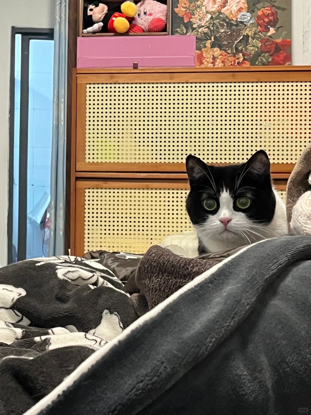 猫猫祟祟的LIVE