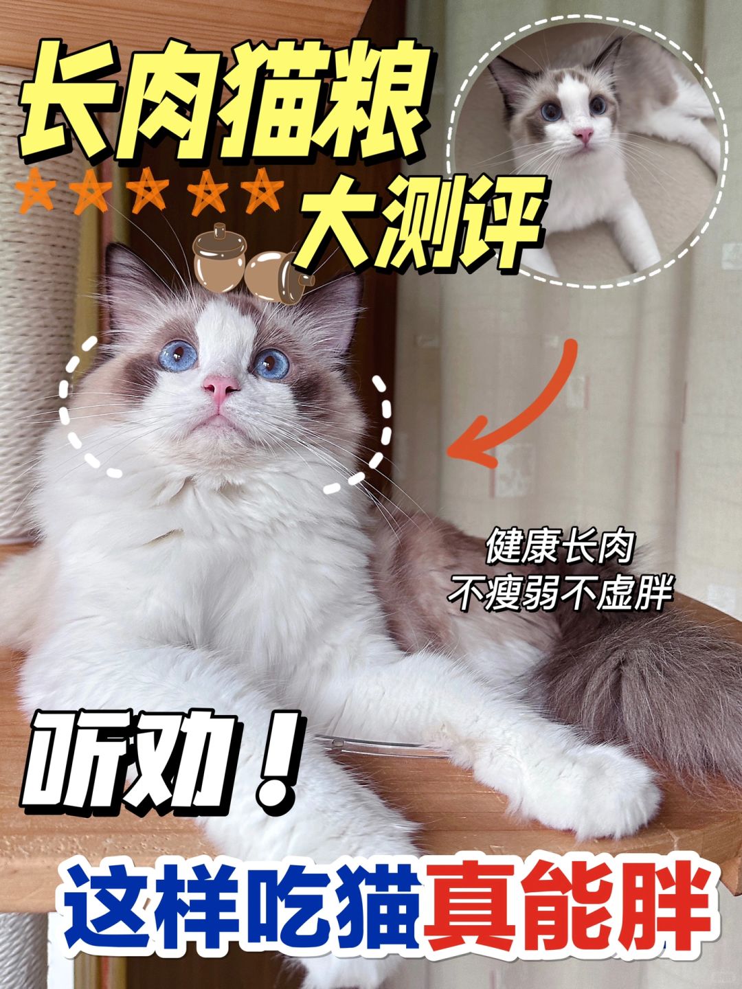 长肉又长壮的猫咪喂养方式，这样就选对了