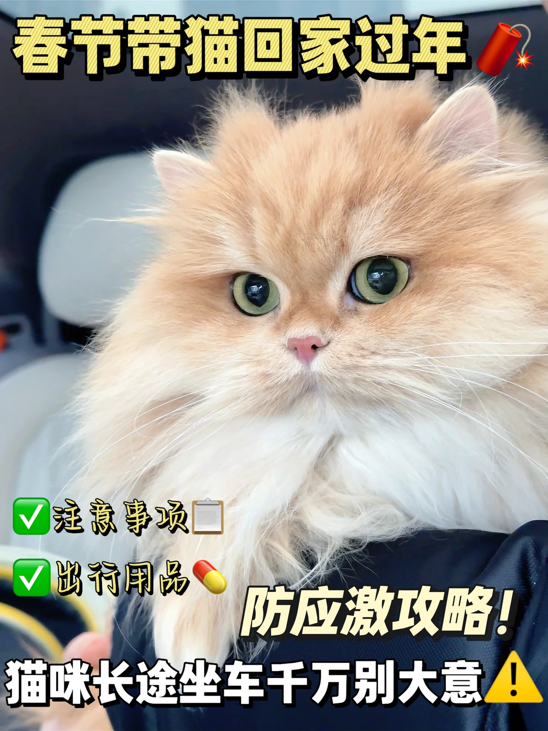 带猫返乡过年防应激全攻略🧾新手铲屎官速进