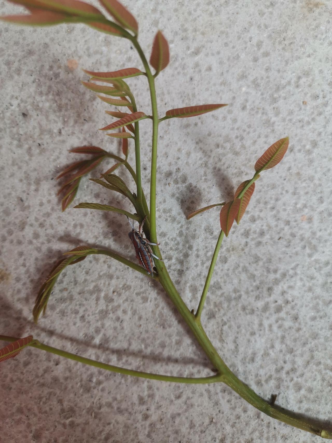 炒半盘豆腐，来一条红薯。把这些吃了，然后来一瓶冰冻的可乐，喝下去。你就能感觉到什