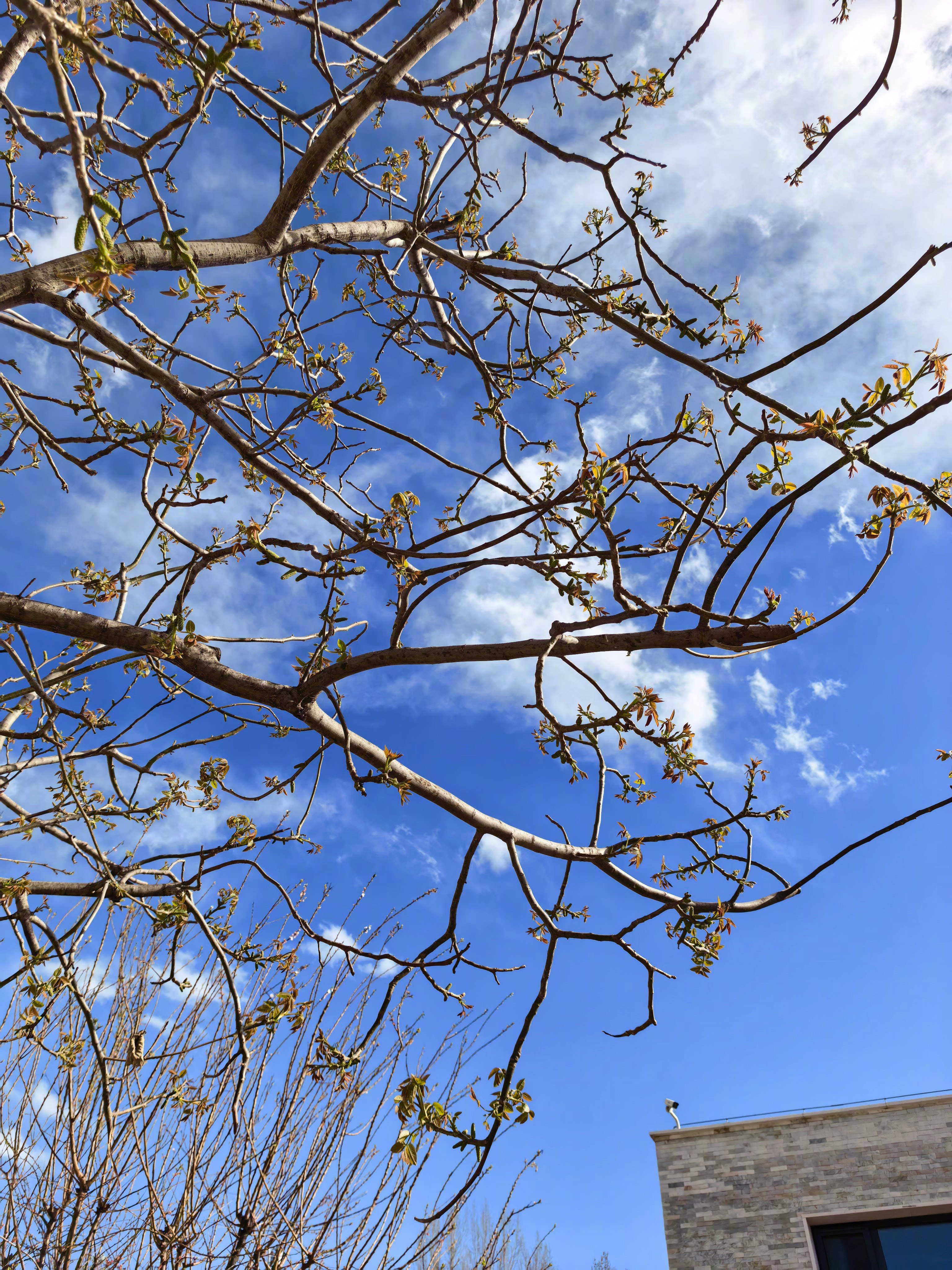北京真好看，就是有风，否则又是完美烤串的一天啊。我家院子里这池子，我老想给改造成