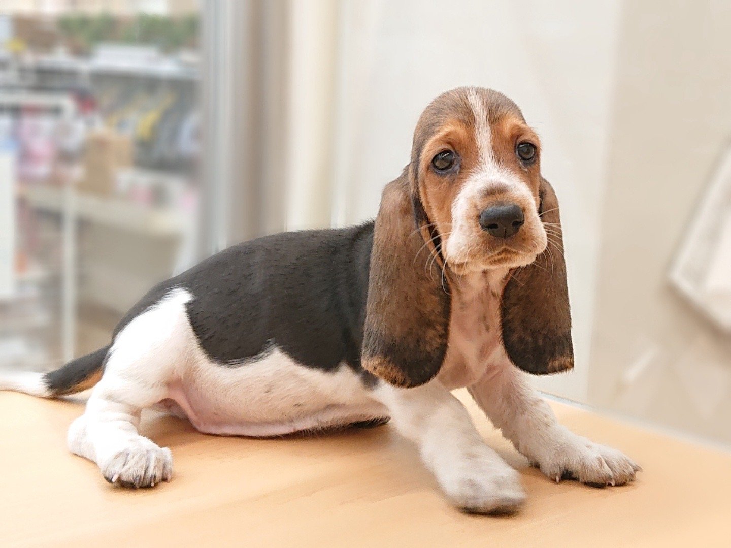 Basset Hound（日语バセット・ハウンド）为什么翻译成“巴吉度”有点不理