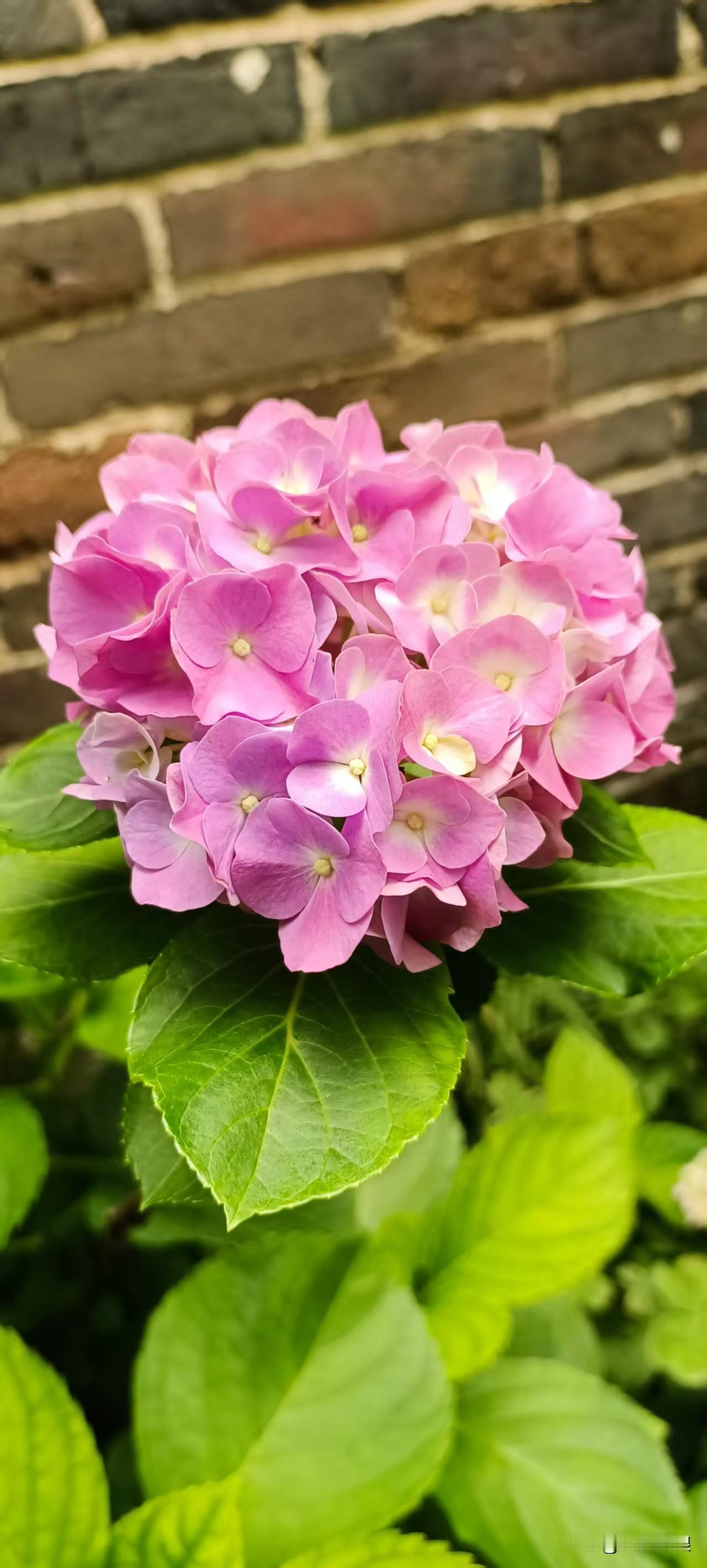 我也超爱绣球花，起初从朋友家分了一小株，每年春天分株繁殖，现在院子里全是。它很好