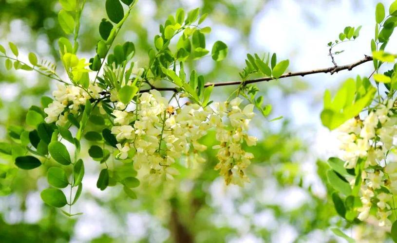 对联飞花令 槐花
出句：春被山分花不断（雪浪）
