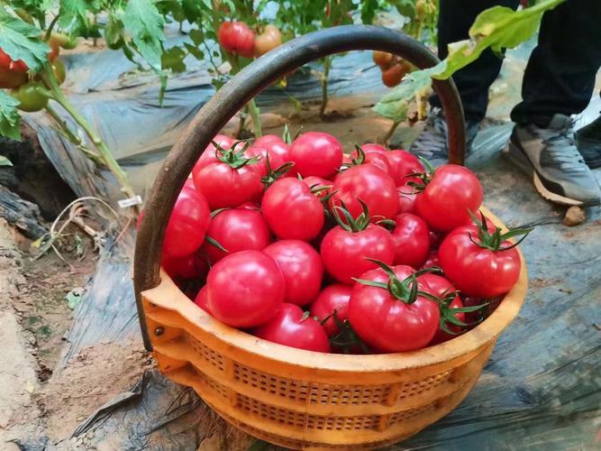 1、苜蓿菜3.0元
2、凉    粉5.0元
3、回老家上坟买冥币15.0元
4