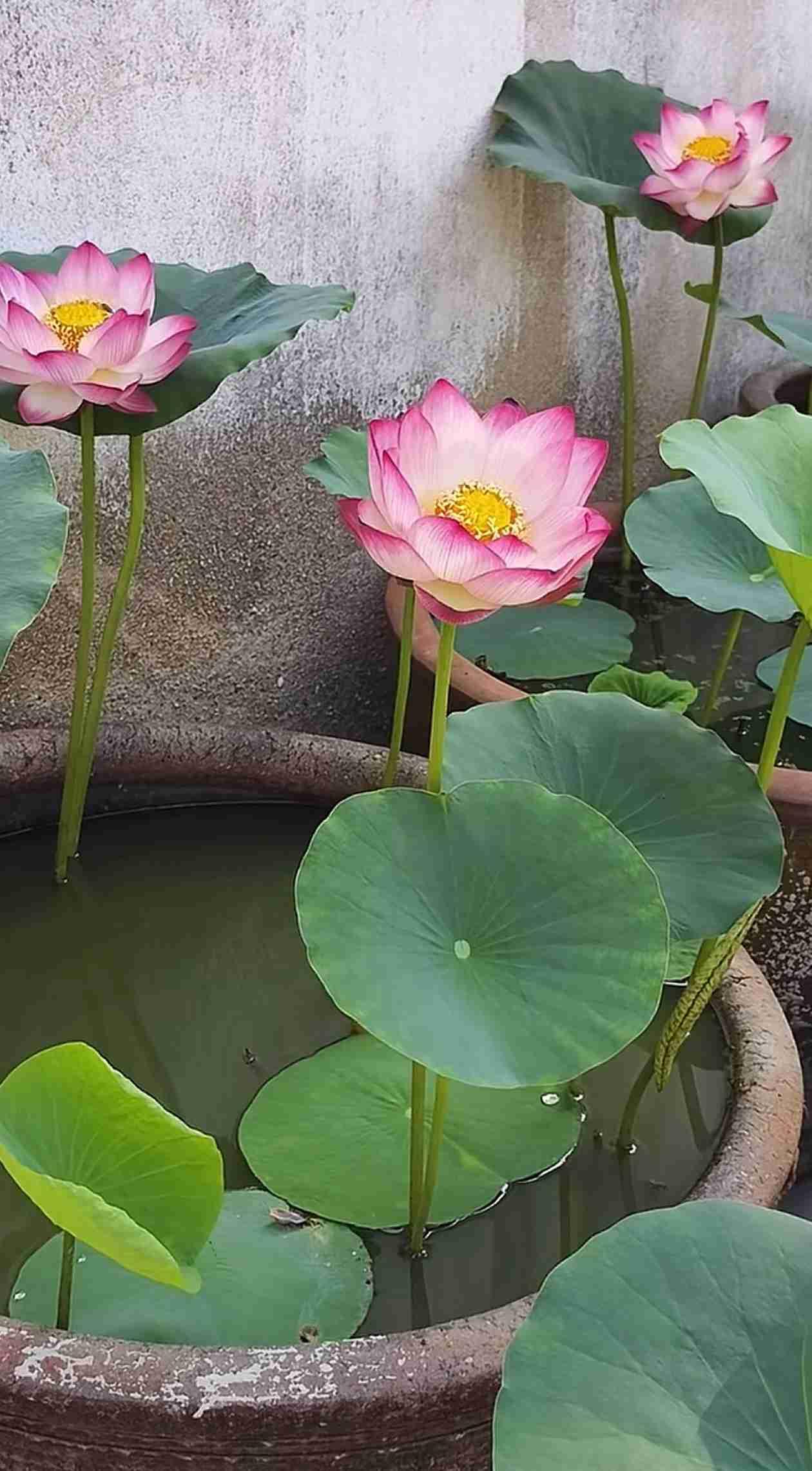 我的今日状态：🏃‍➡️运动
我这里的天气：☀️晴天  散步时刻自拍 初夏运动打