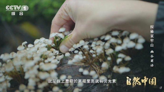 山里有天然小夜灯会发光的蘑菇你见过吗 走进哀牢山，夜幕下会发光的蘑菇悄然登场，荧
