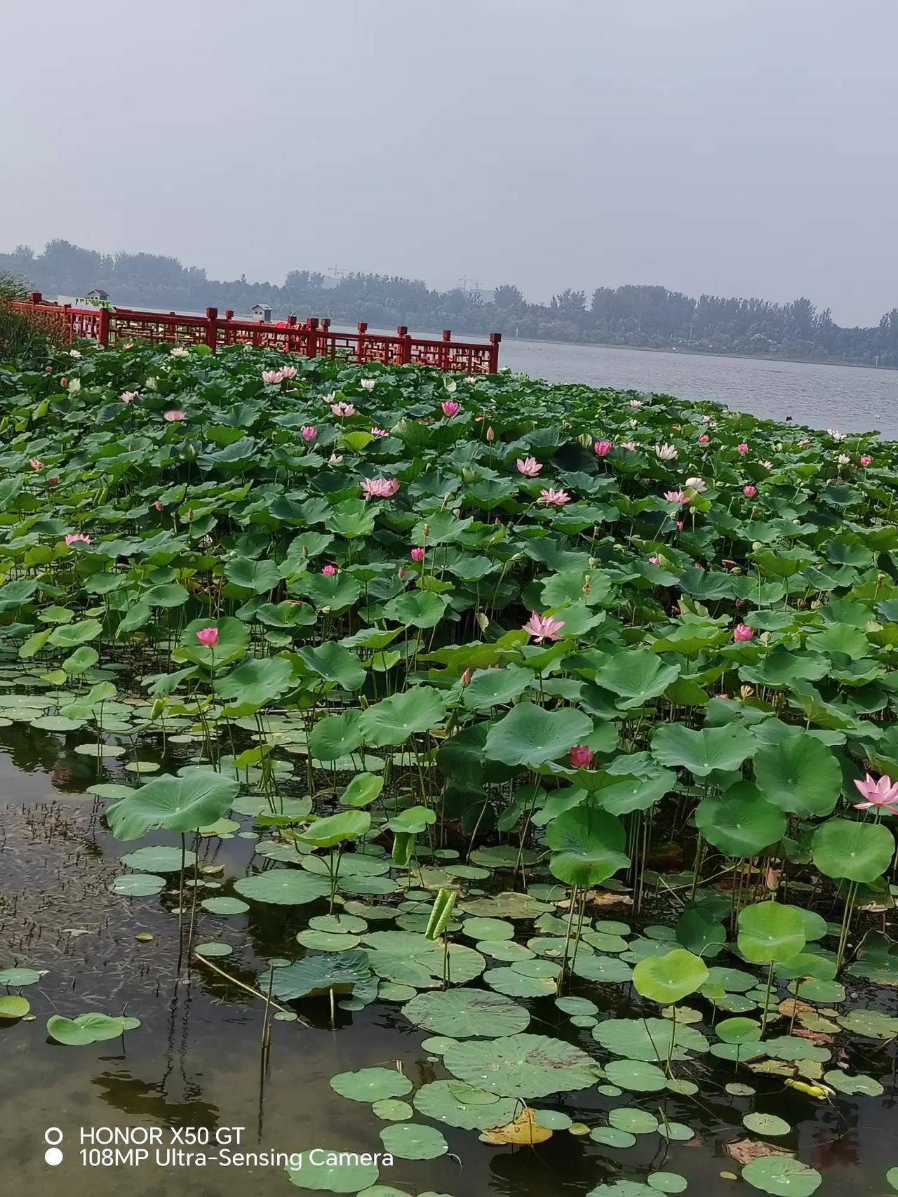 半池碧荷一片红