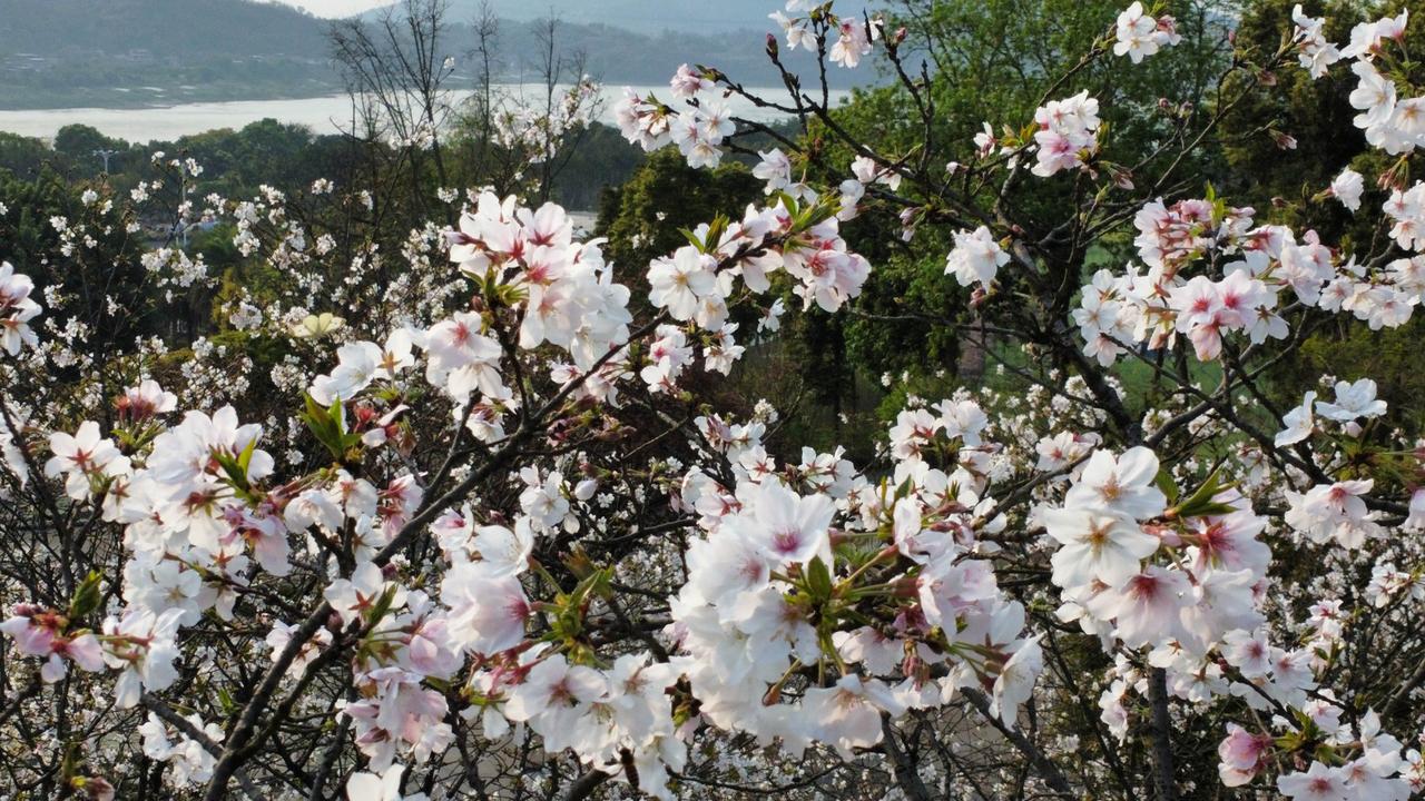 今天没特意赶去远方寻春，只是在纳溪麒麟广场闲逛，随手拍下了这簇樱花，没想到一眼就