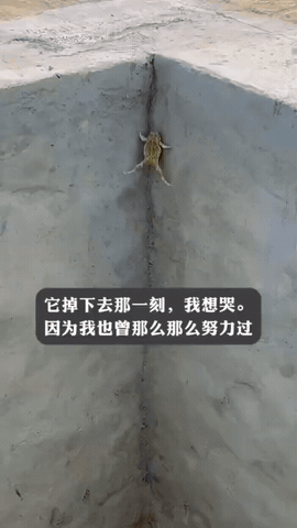 那一刻，我的心被狠狠揪住了。

一只青蛙，困在方形竖井里。它把两条后腿撑开，紧紧
