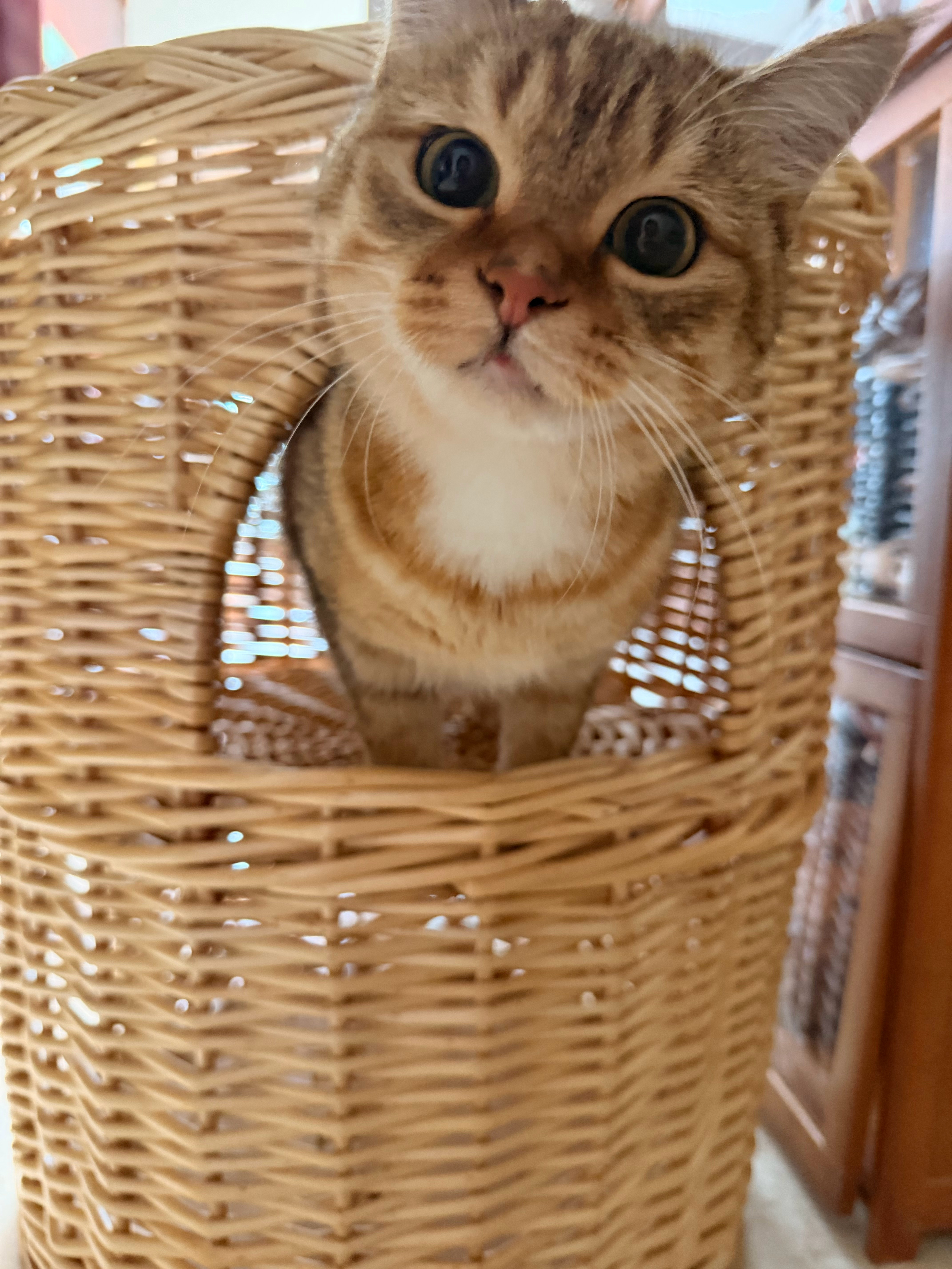 买了新猫窝，唯一捧场之猫 