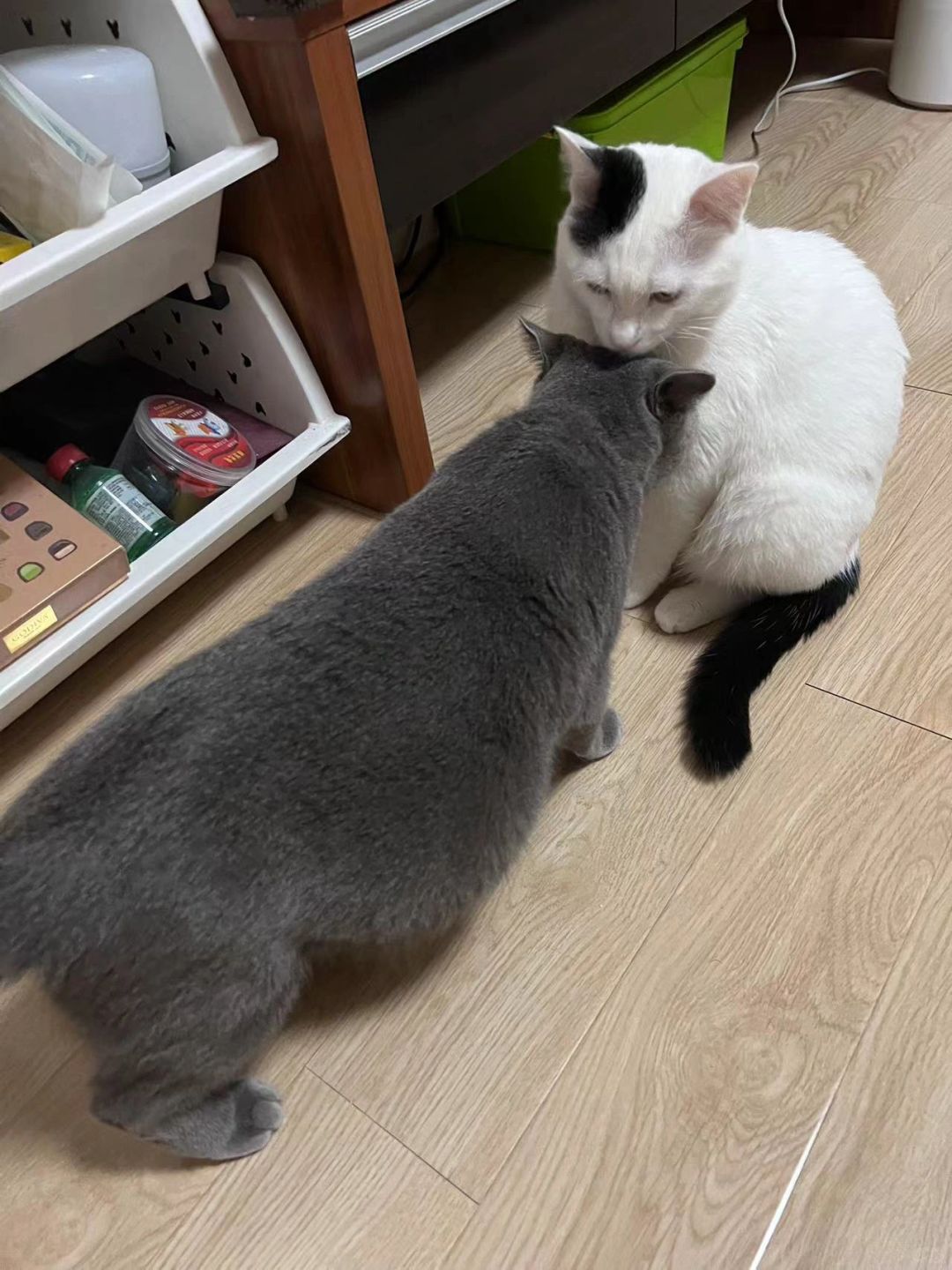 谁懂啊，他俩的宝宝好炸裂😹