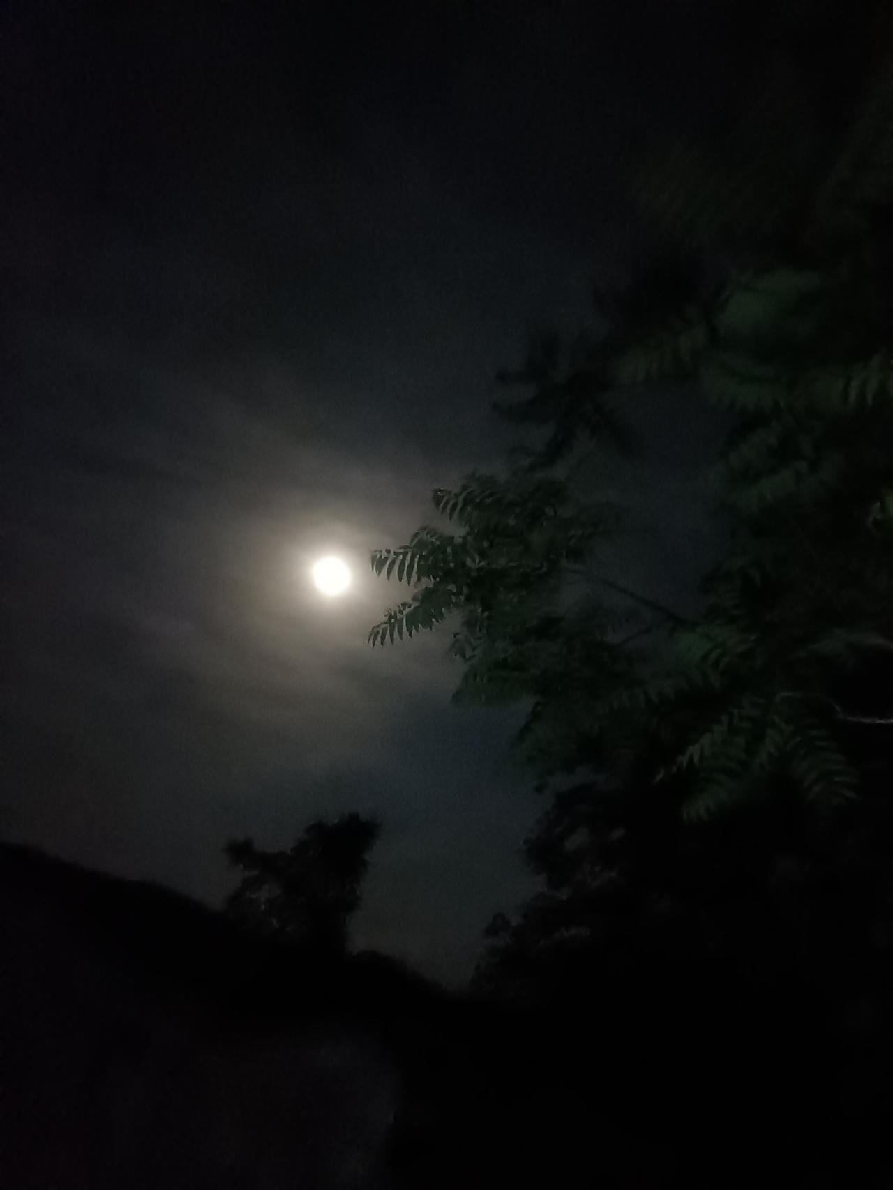 【春之韵·鹿门月照开烟树】春日生活打卡季

夜归鹿门歌
唐·孟浩然

山寺钟鸣昼