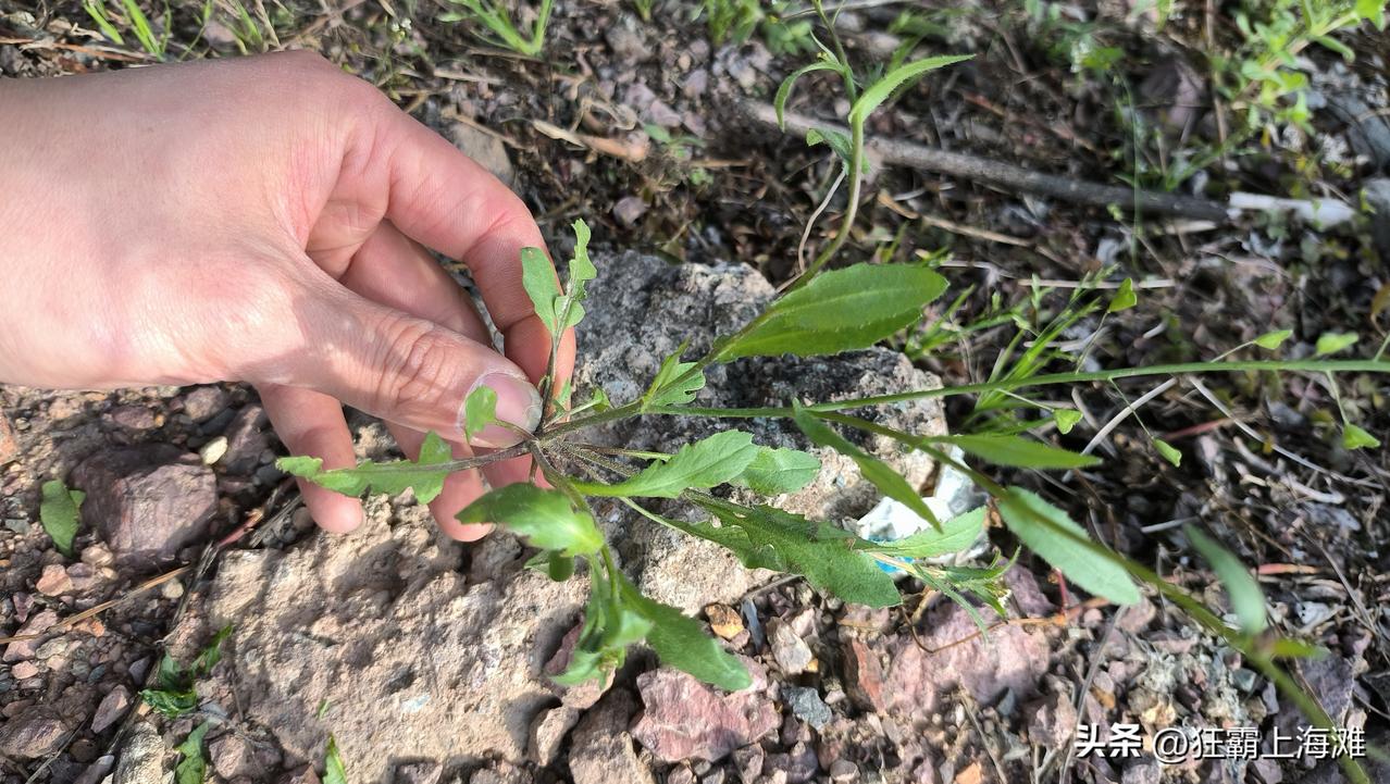 看来AI发展也有差异呀！
同一种植物，豆包说不是荠菜，千问说是荠菜！
看来还得头
