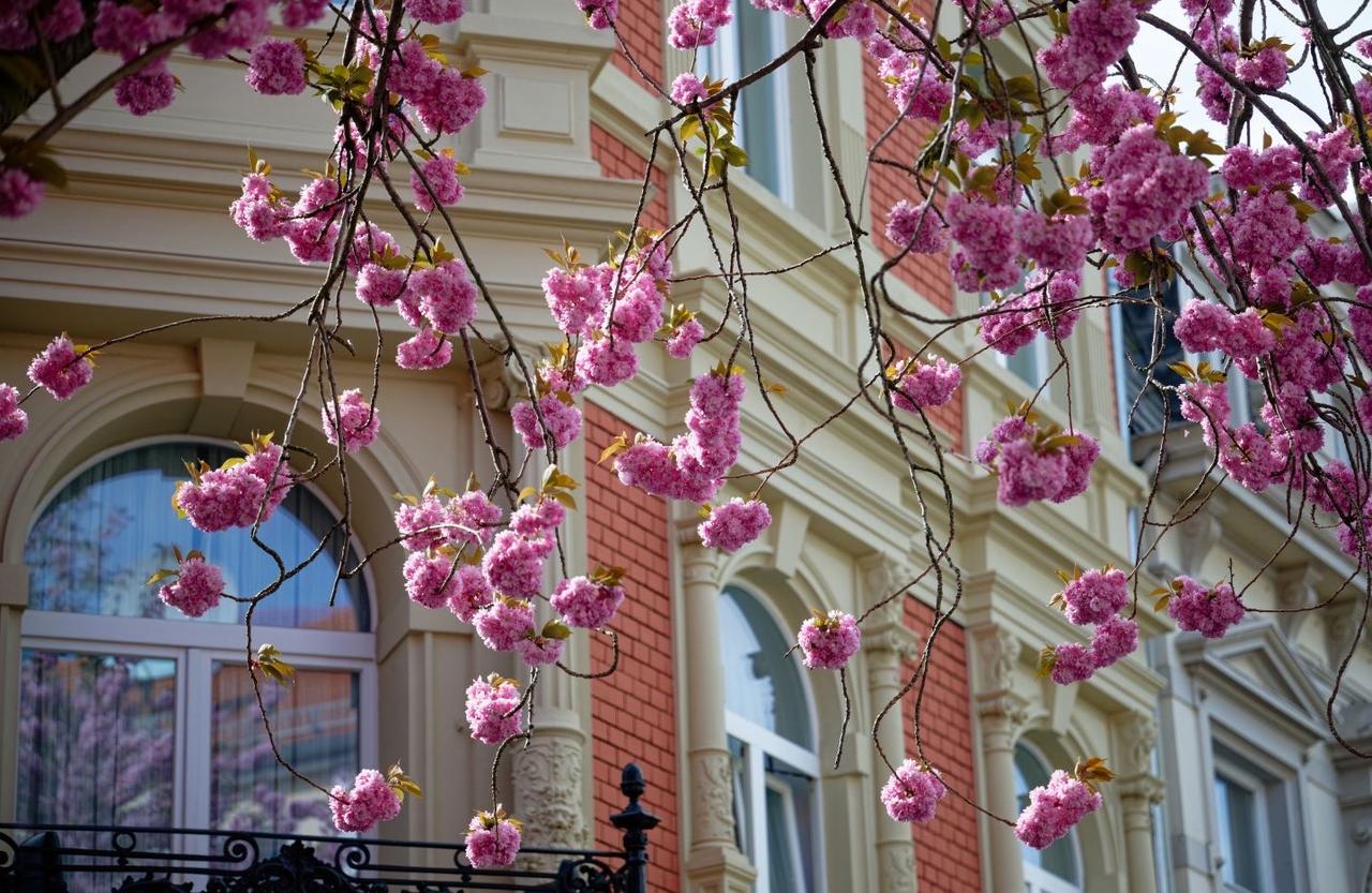 德国的春天 = 樱花季！
当第一缕暖意来临，许多城市都会被粉色花海所覆盖。有一个