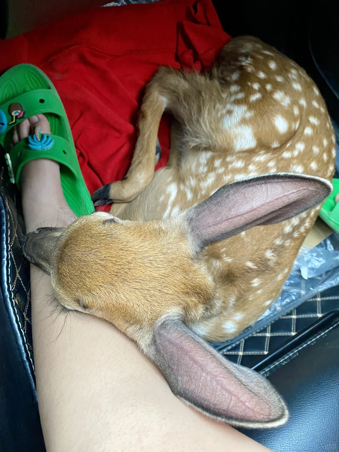 坐车就打瞌睡的不仅仅是人类