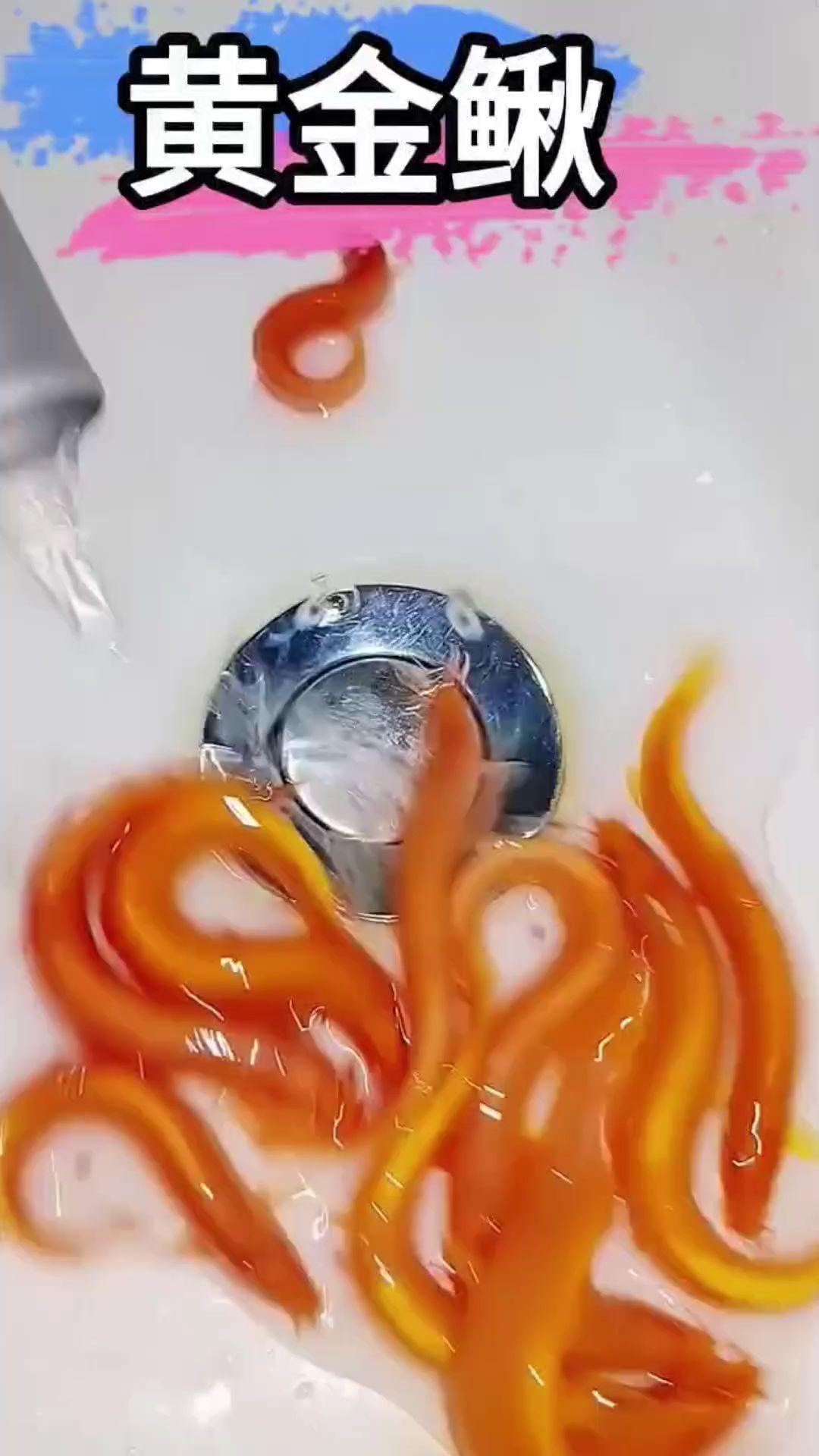 还在为鱼缸里的藻类和食物残渣头疼，黄金鳅就是你的救星，它穿梭在鱼缸各个...