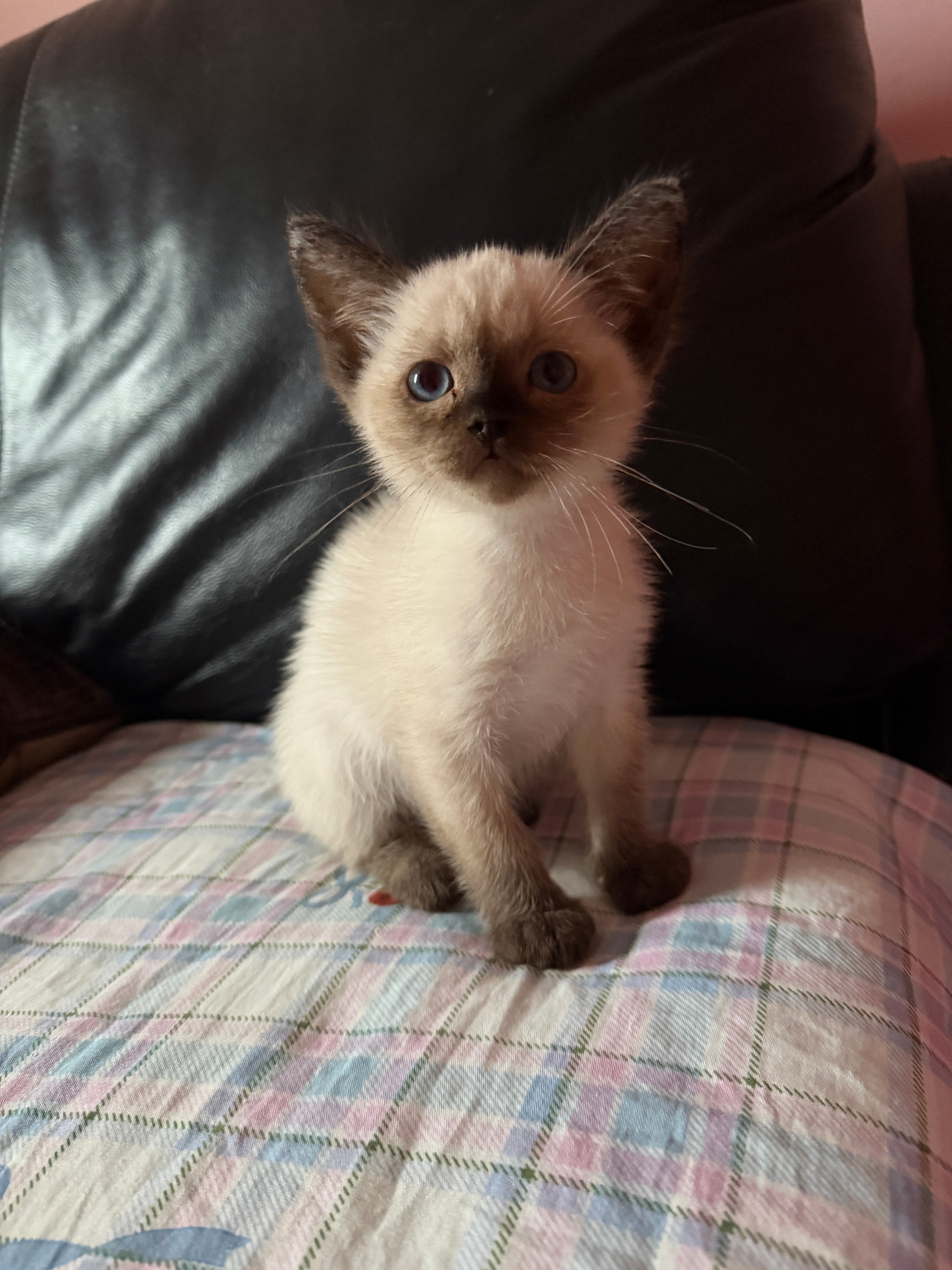 喜提小猫猫届菲佣小冻梨我看看有多粘人 