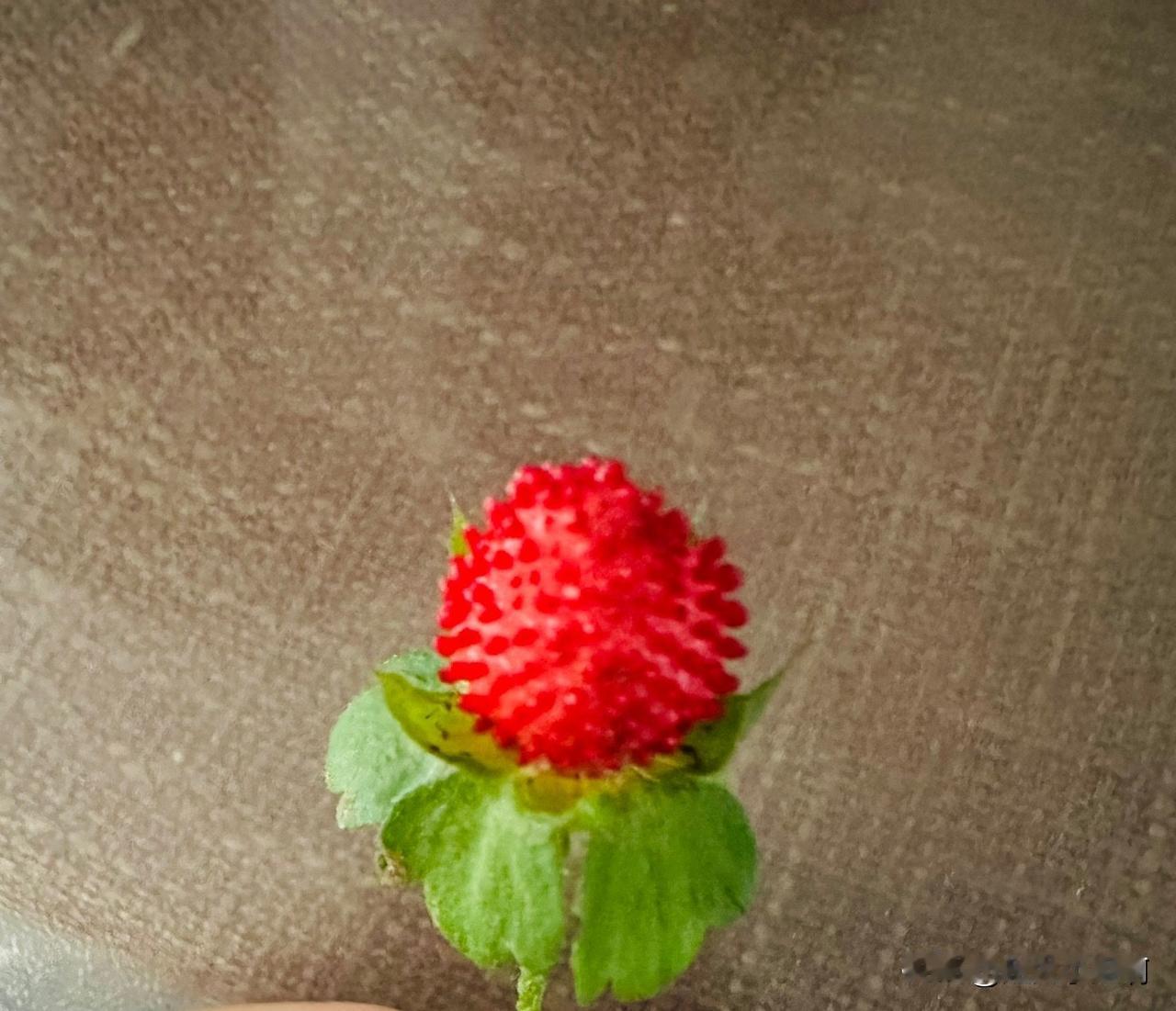 这是什么？
刚才在院子里给我种的花喷药，拔草的时候发现的。
好美的一个小果子。