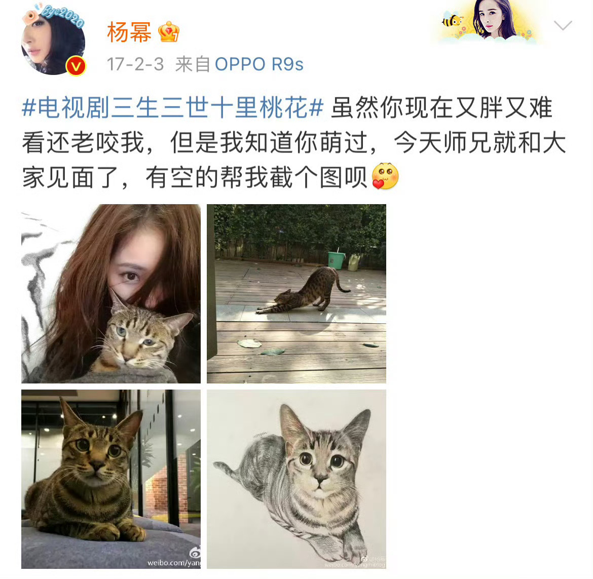 杨幂养的都是流浪猫喵喵喵，幂幂姐人美心善喵喵喵 
