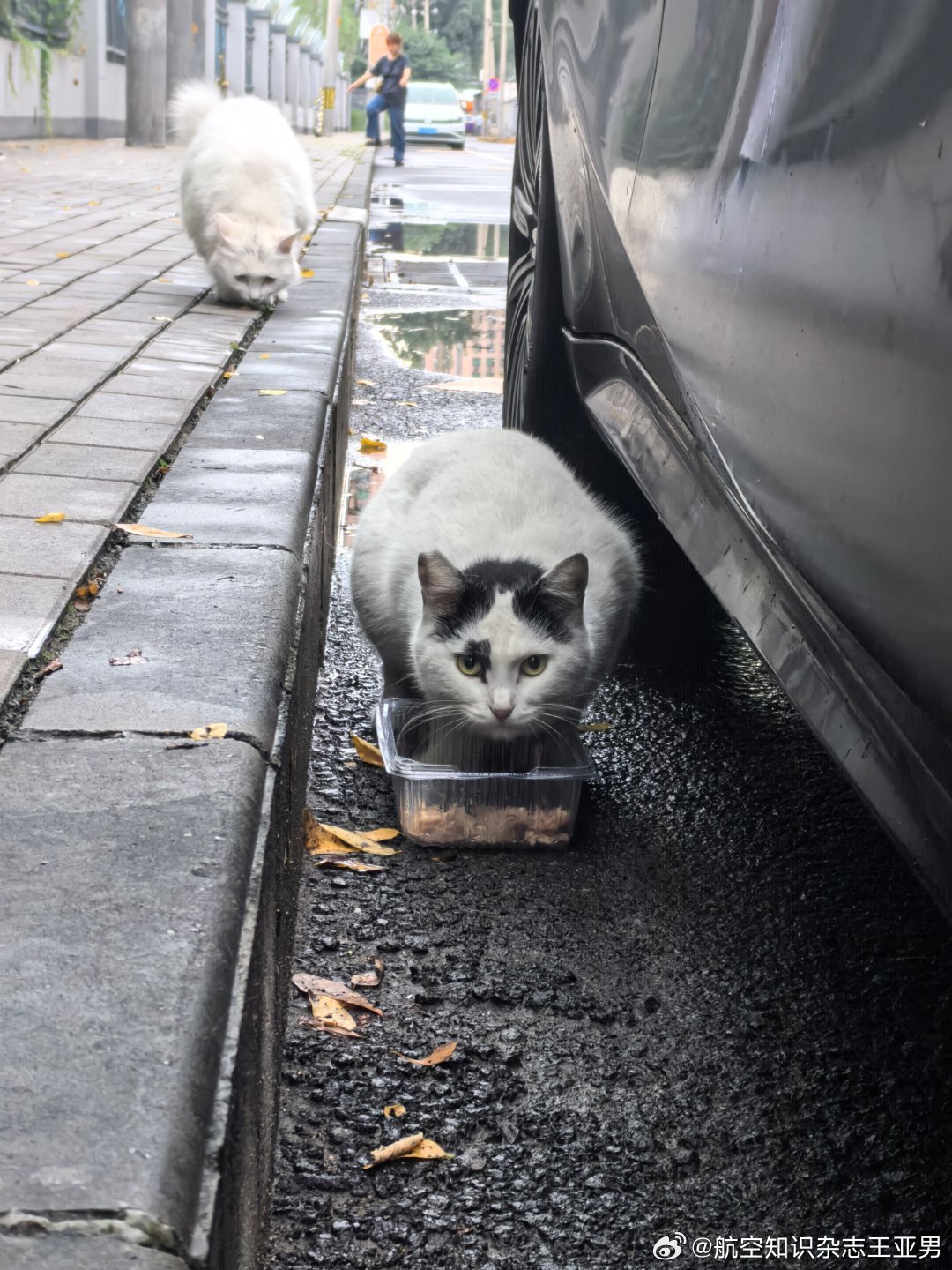 猫猫首体社区开饭时间到——街坊叔叔阿姨很有爱。按北宋猫谱，这批家伙颜值极高，刚还