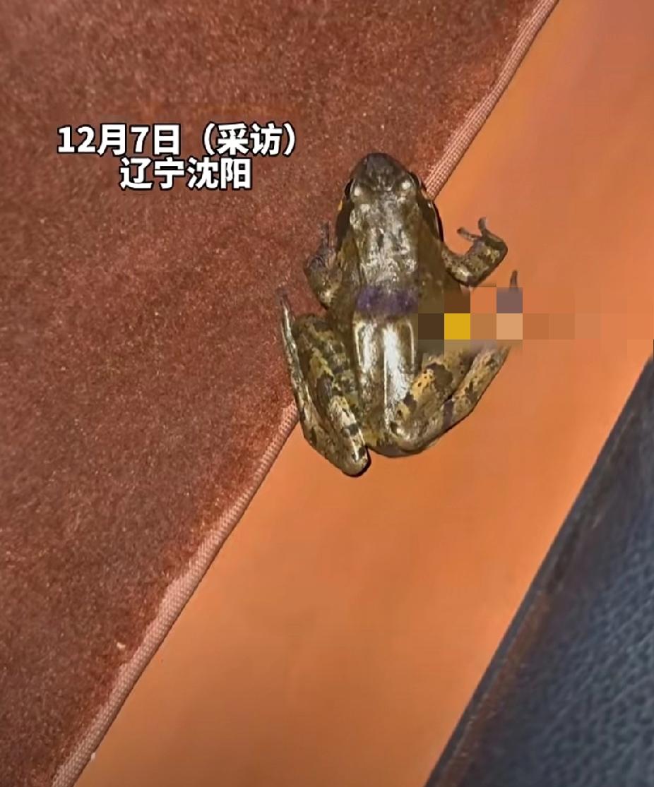 崩溃！12月7日，辽宁刘女士崩溃寻蛙，朋友送了一箱蛤蟆没拿下车，结果第二天蛤蟆蹦