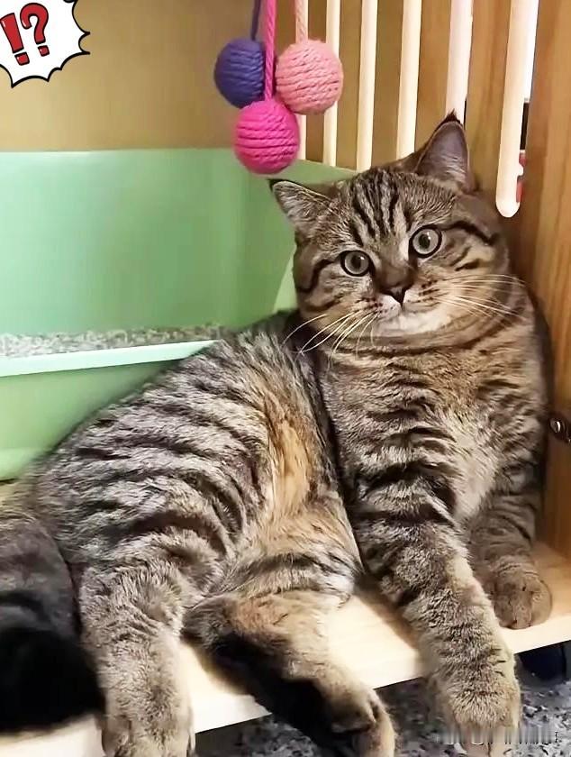 昨天家里突然跑进来一只狸花猫。怎么赶它都不走，在屋里来回溜达，看着特别自在。老公