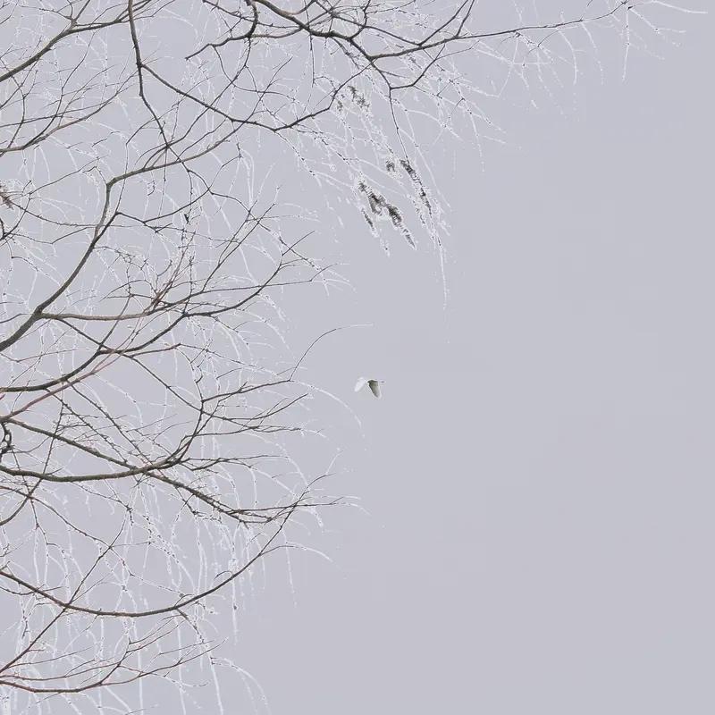 一句话记录冬日心情 冬至已至，雪落成诗，在这最长的寒夜，我裹紧温暖的毛毯，让回忆