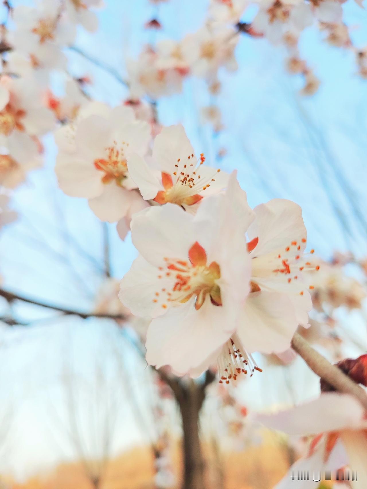 分享漂亮的桃花几枝桃花粉白色，花瓣娇滴滴，渐次开放……