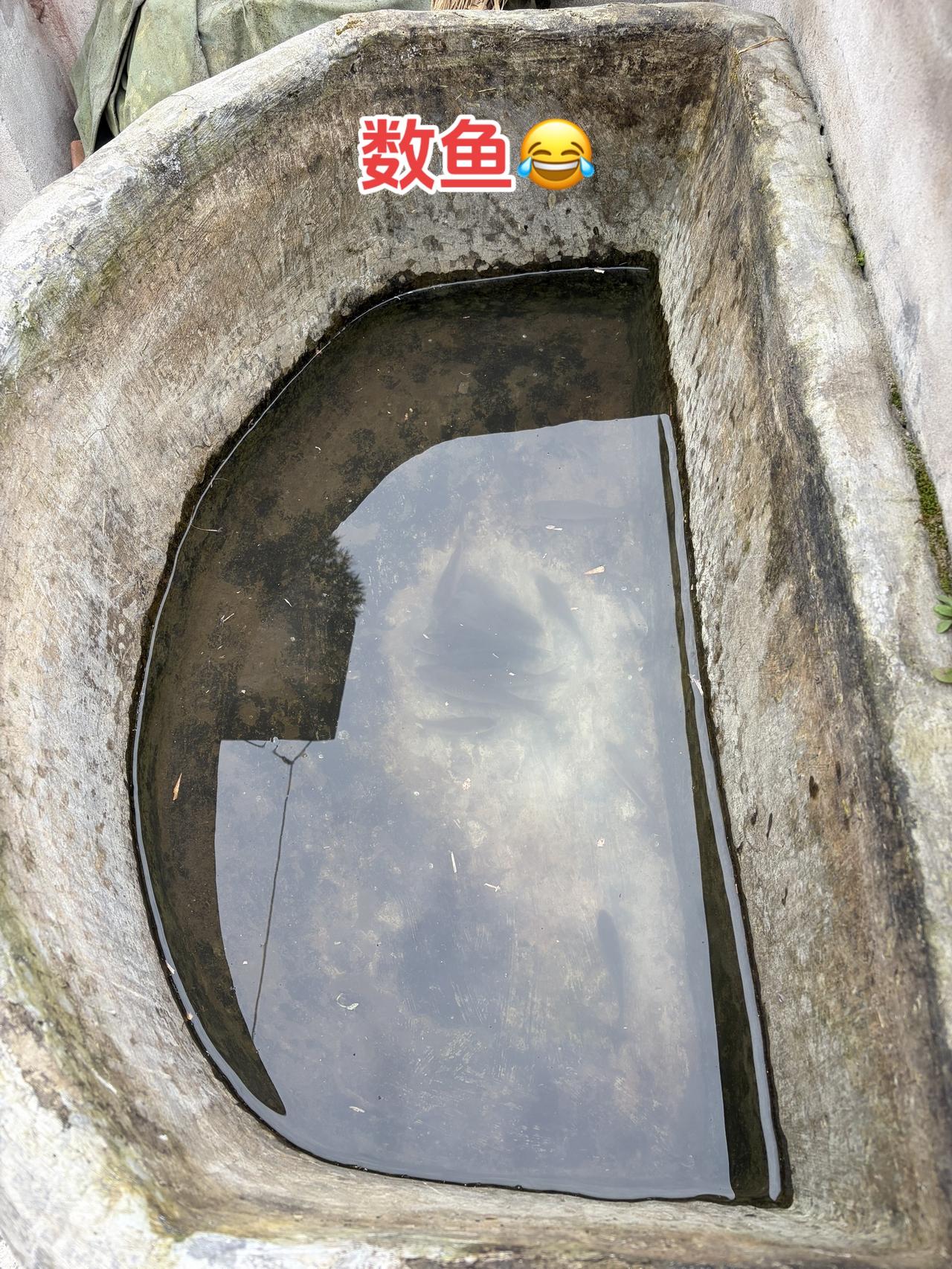 老物件 农村老物件 土鲫鱼钓鱼数鱼