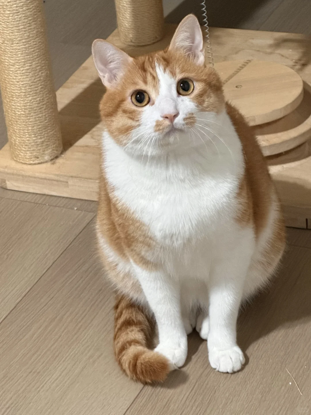十斤猫九斤心眼