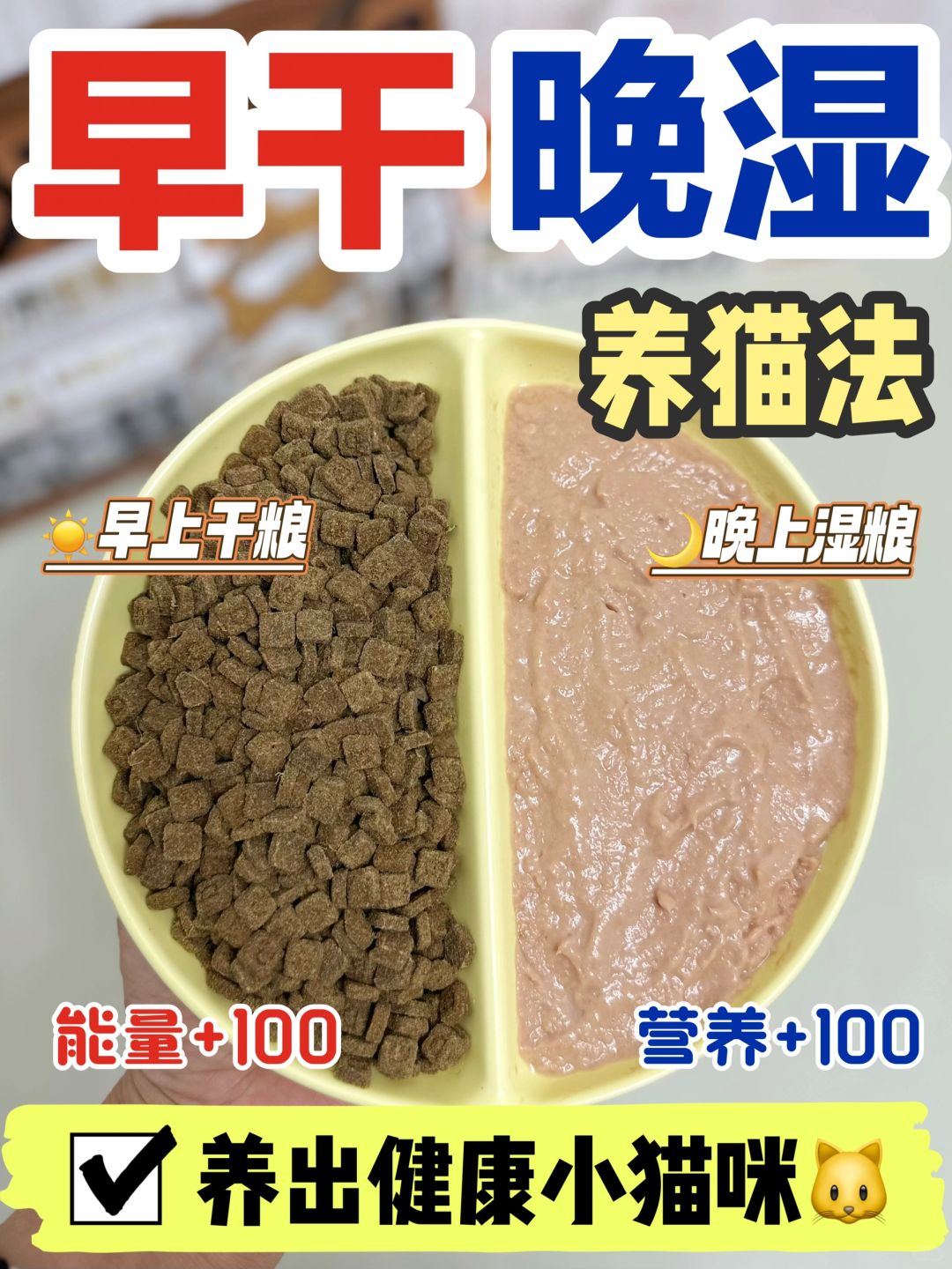 长肉补水一把抓｜早干晚湿养猫喂养大法get✅