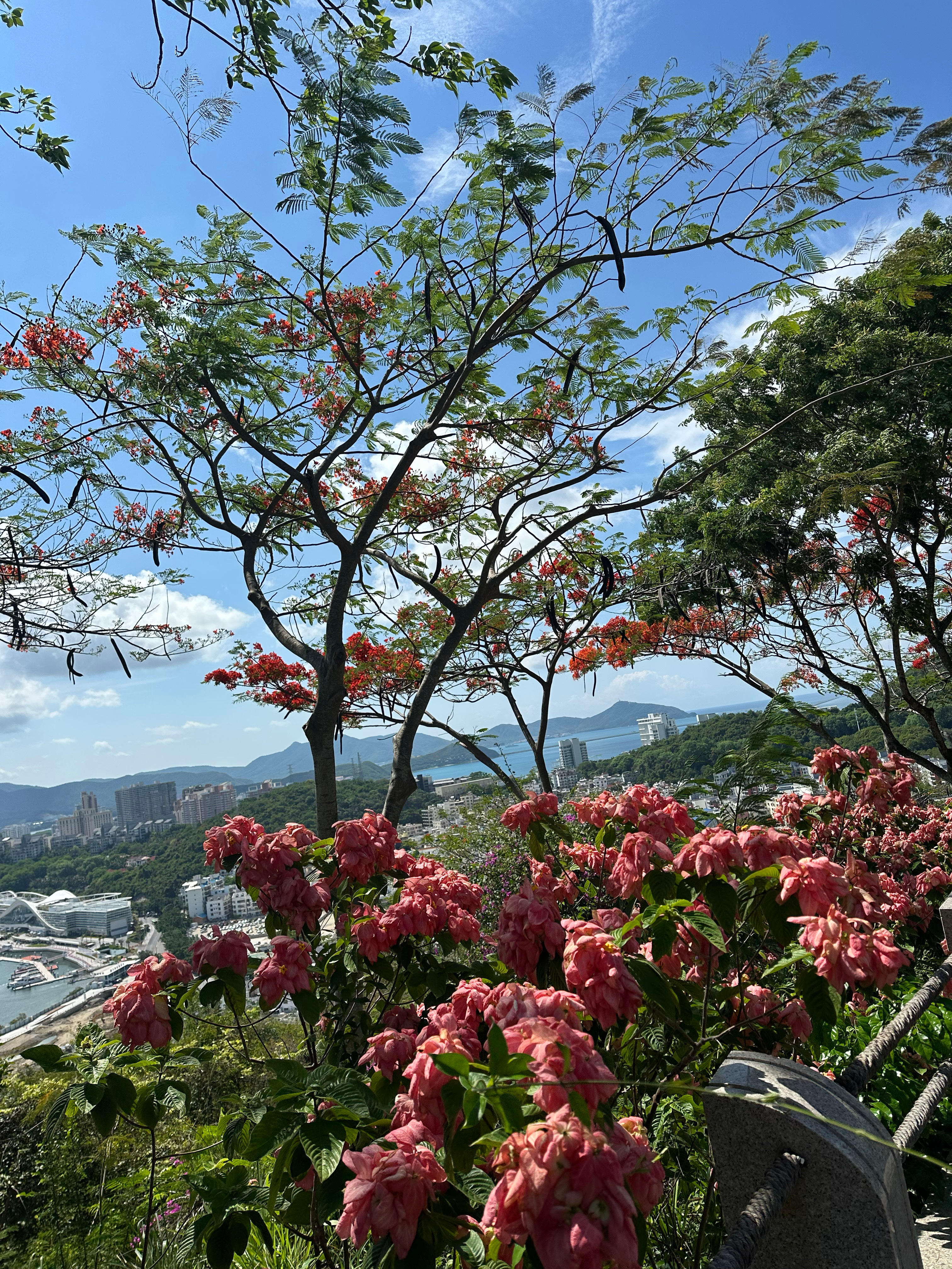 ❤️火焰木开得正艳～ ​​​