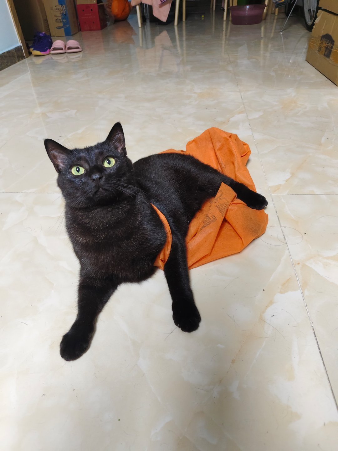猫真是听力爆杀人类啊，我在等外卖的时候，只要看见她忽然下地从容地溜达到门口，再过