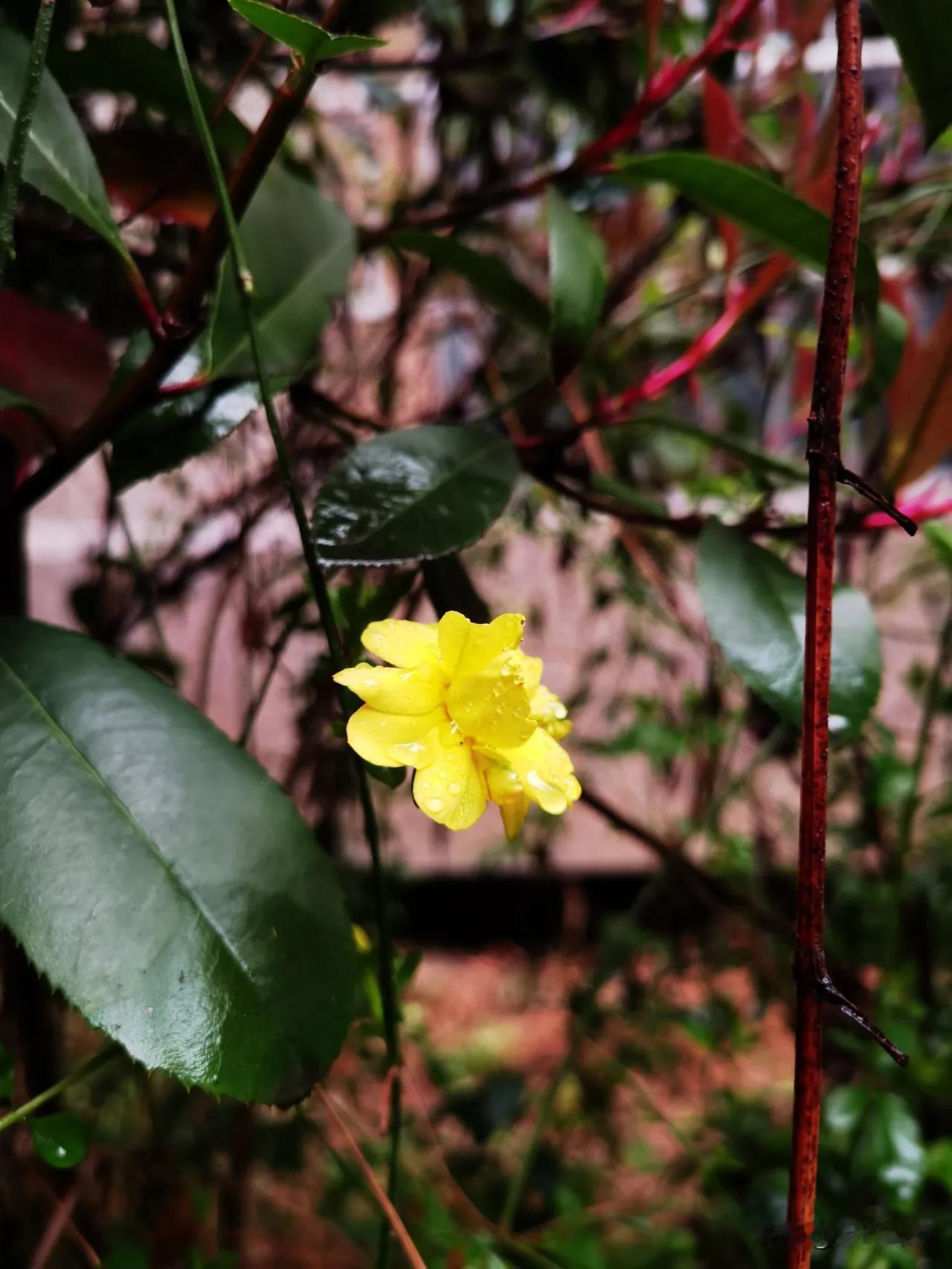 春天在迎春花的笑靥中走来，在碧绿的湖水中荡漾，在嫩芽的伸展中萌动……