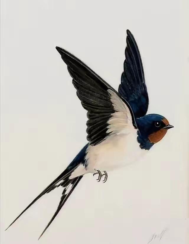 给燕子装上追踪器后，我们几代人的常识，塌了。它们秋天往南飞，根本不是飞到海南岛躲