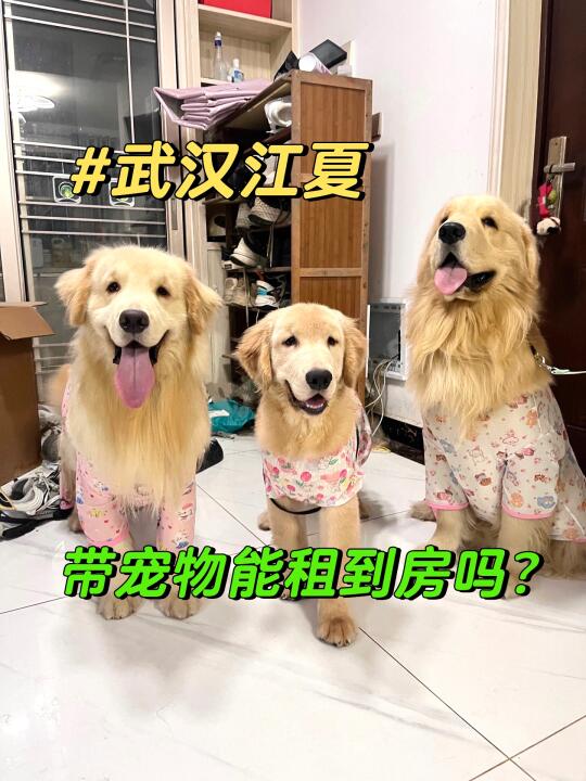 求武汉江夏这边带院子的房！或者一楼