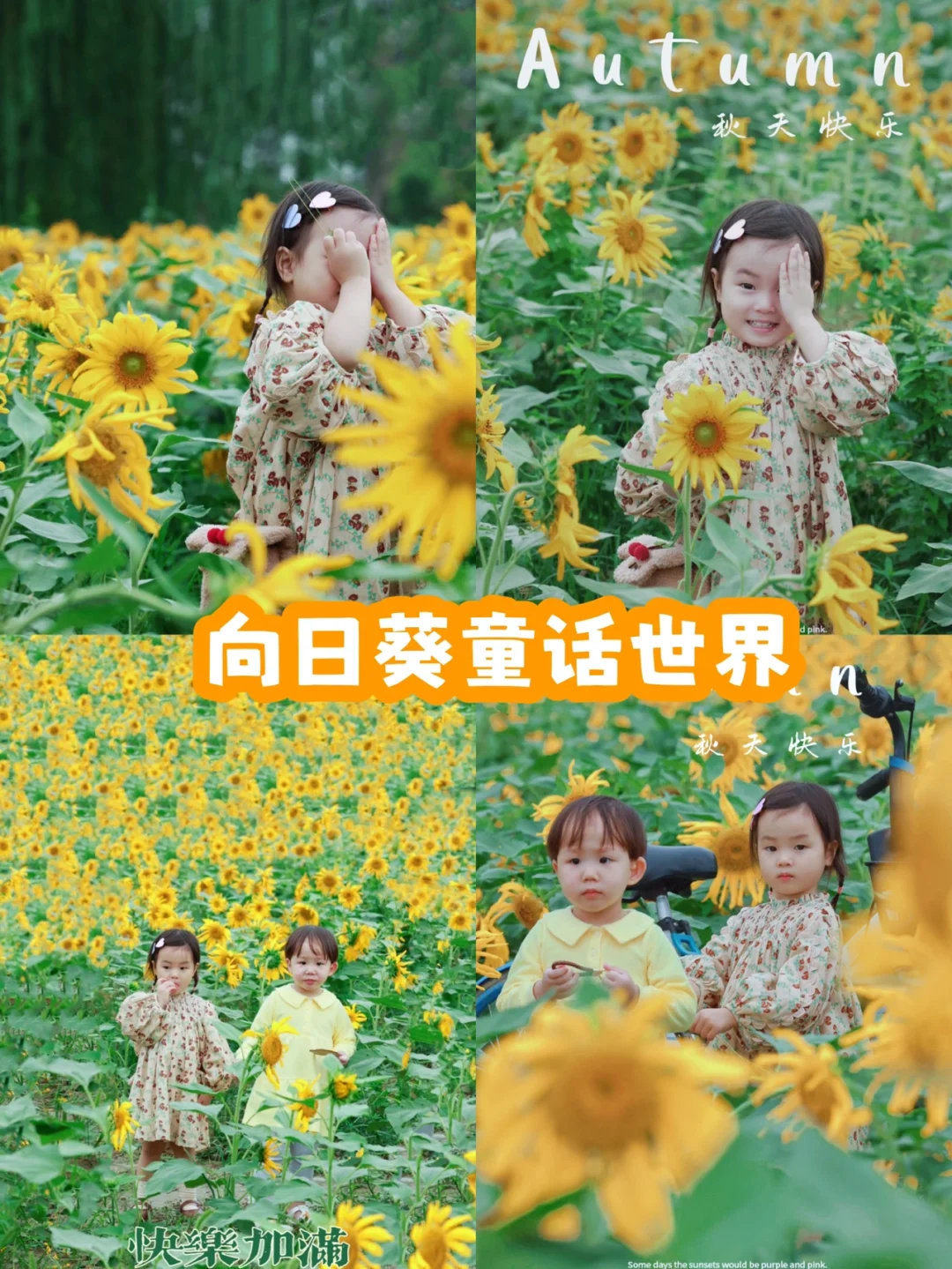 成都遛娃第1⃣️2⃣️记｜闯进“向日葵童话世界”