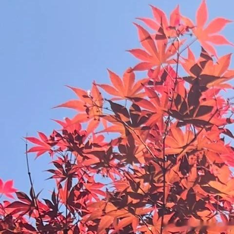 每日一善 山高水长，怕什么来不及，慌什么到不了，天顺其然，地顺其性，人顺其变，一