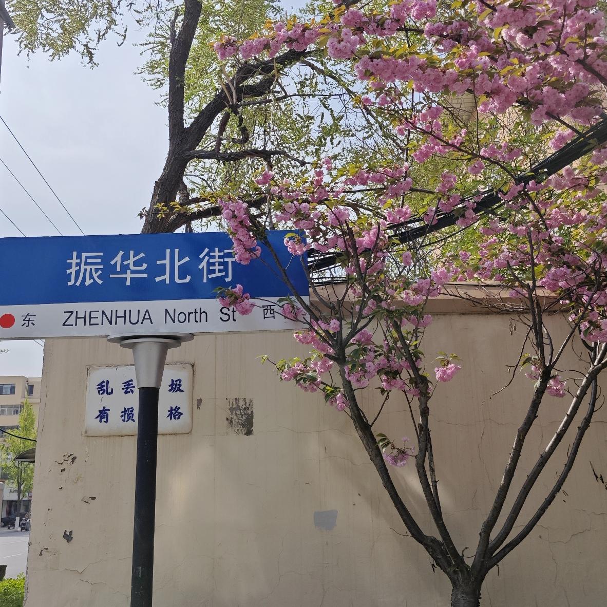 今天猛然看到<振华北街>东头的这一片樱花树全部都盛开了。
站在樱花树下，抬头仰望