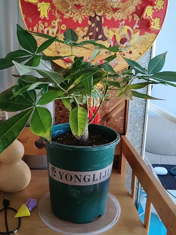 今天家里老大去测评卷，准备一对一补课！自己一个人在家做饭，晚上老婆和二宝就回来了